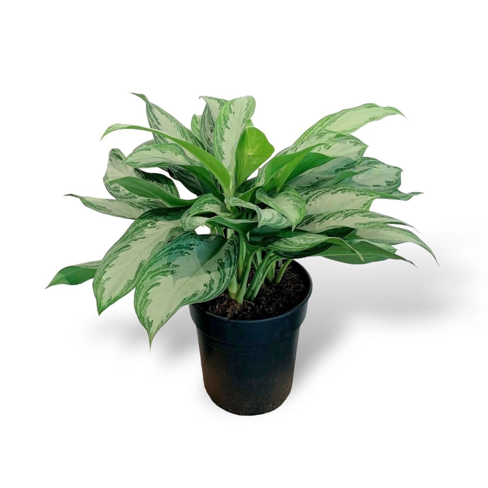 Planten Aglaonema silver bay - Ø24