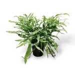 Planten Microsorum diversifolium - Ø24
