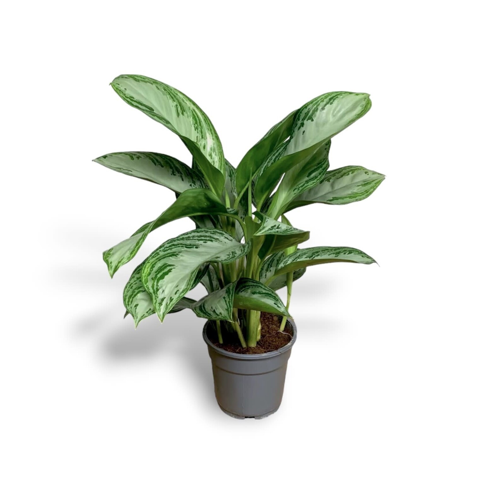 Planten Aglaonema diamond bay - Ø17