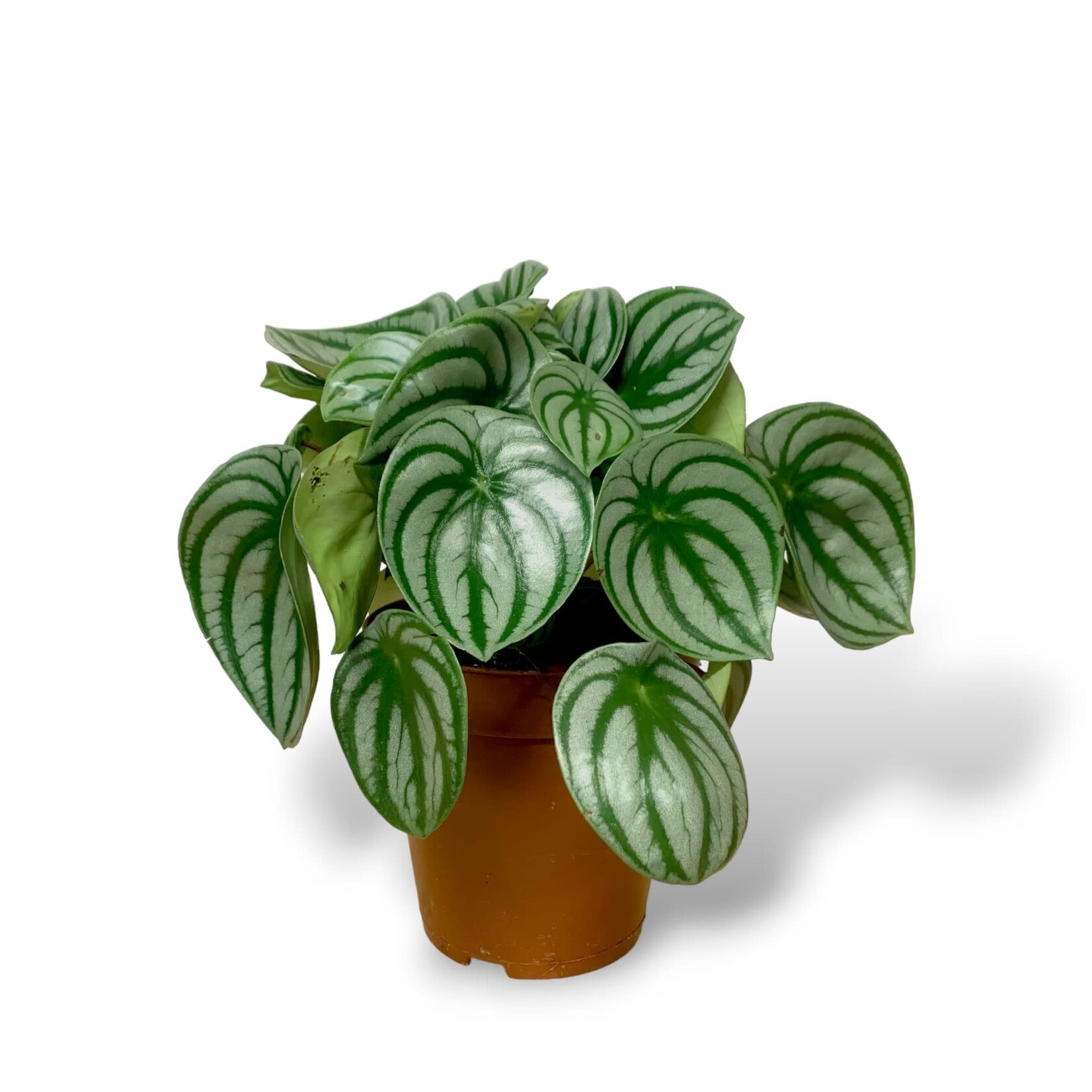 Planten Peperomia argyreia - Ø17