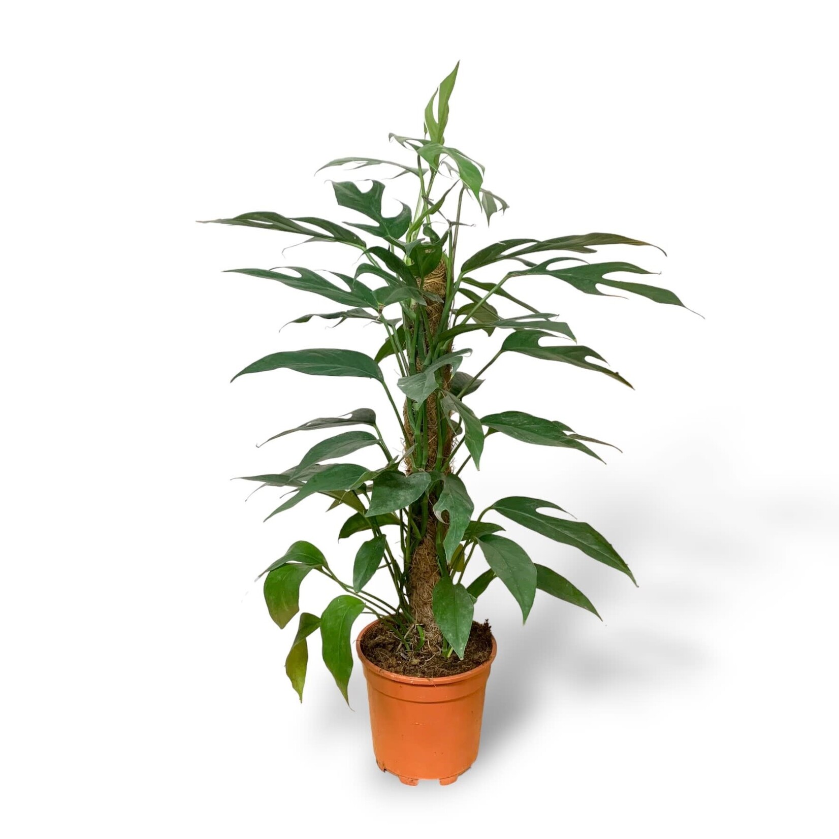 Planten Epipremnum pinnatum baltic blue - Ø17