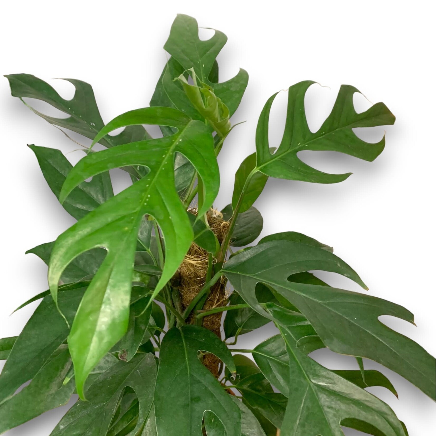 Planten Epipremnum pinnatum baltic blue - Ø17