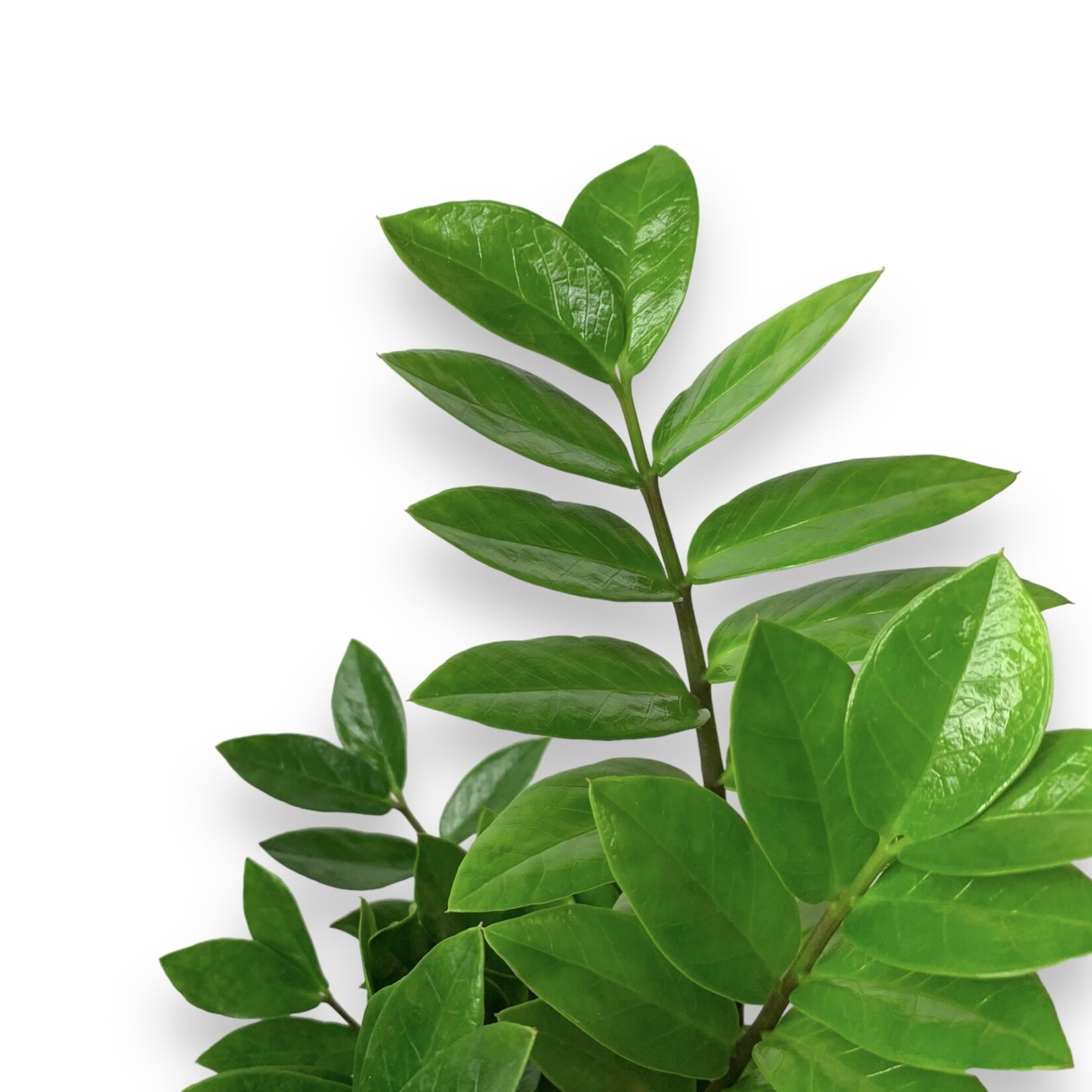Planten Zamioculcas zamiifolia - Ø24