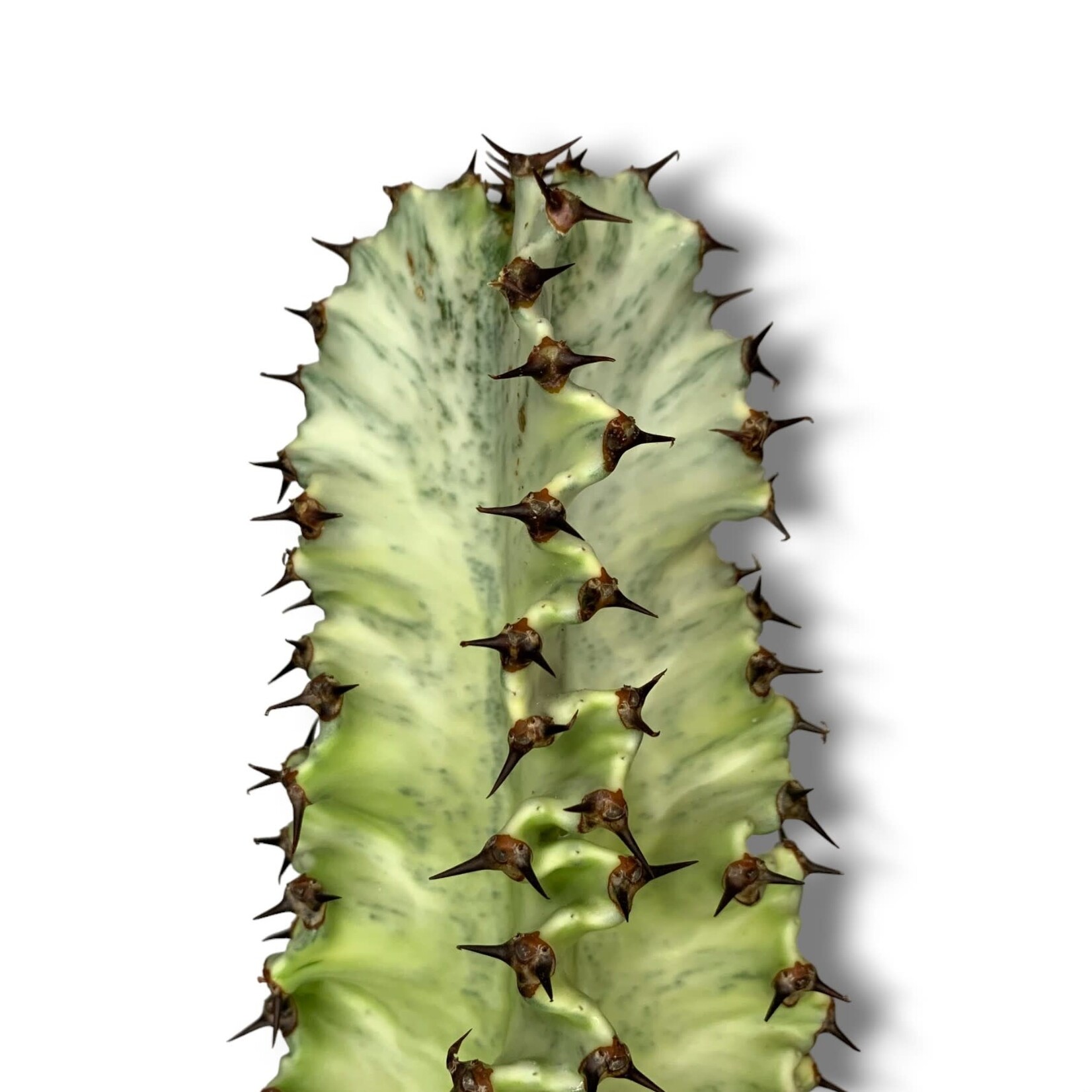 Planten Euphorbia erytrea variegata - Ø19