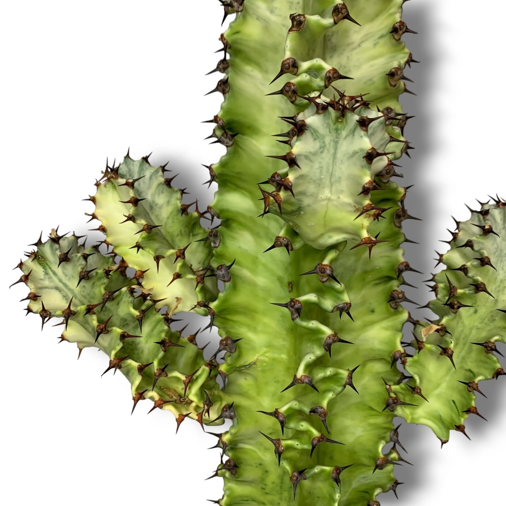 Planten Euphorbia erytrea variegata - Ø19