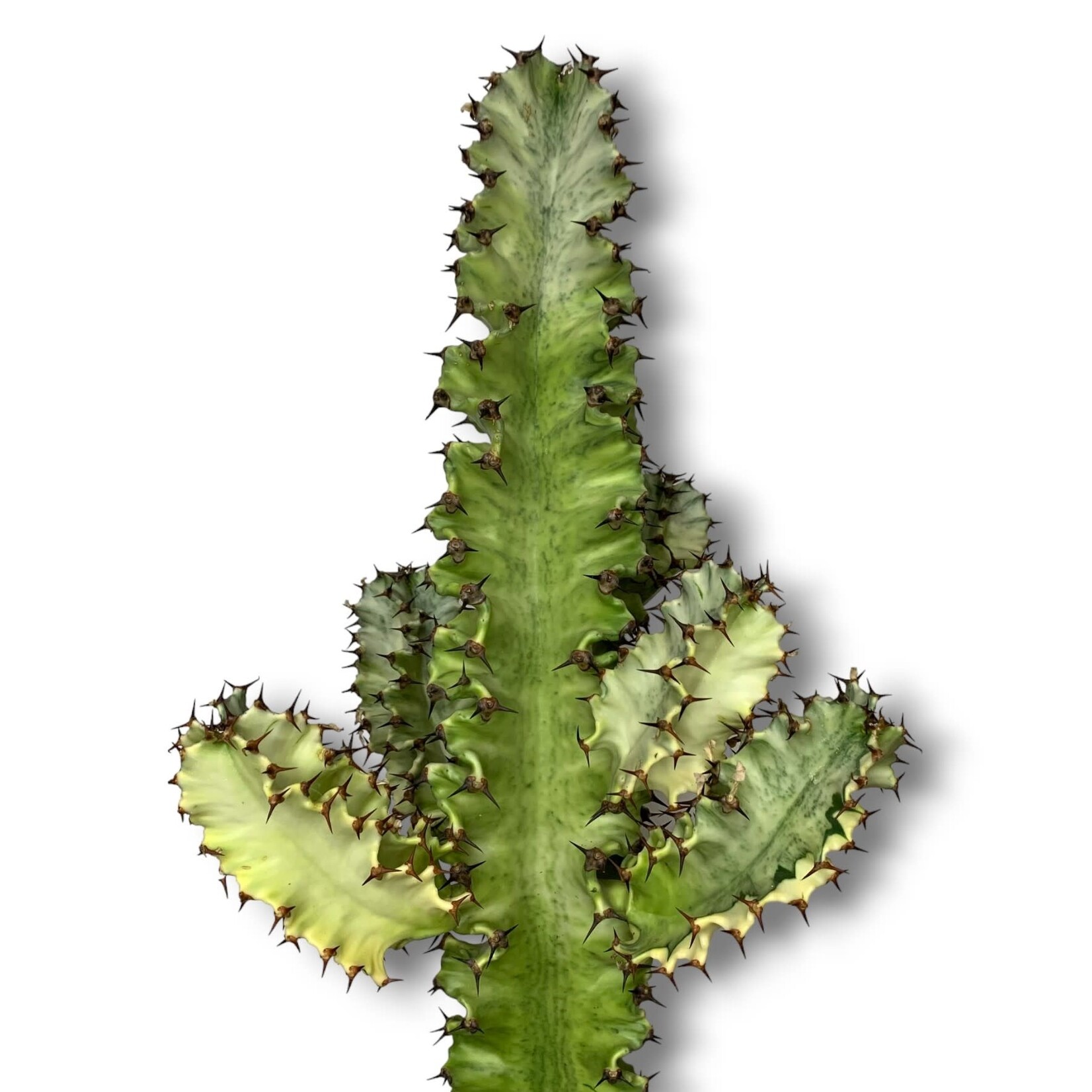 Planten Euphorbia erytrea variegata - Ø19