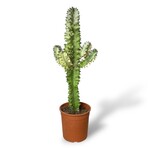 Planten Euphorbia erytrea variegata - Ø19