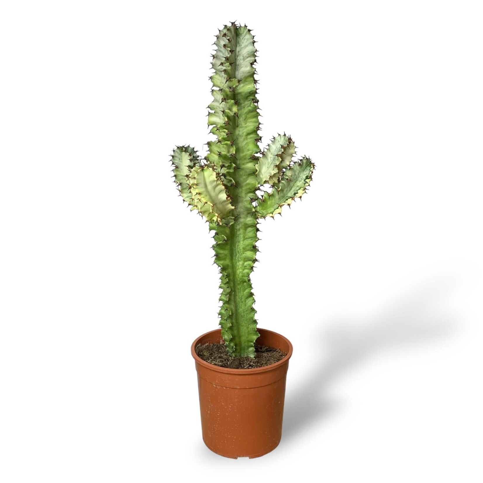 Planten Euphorbia erytrea variegata - Ø19