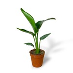 Planten Strelitzia nicolai - Ø13