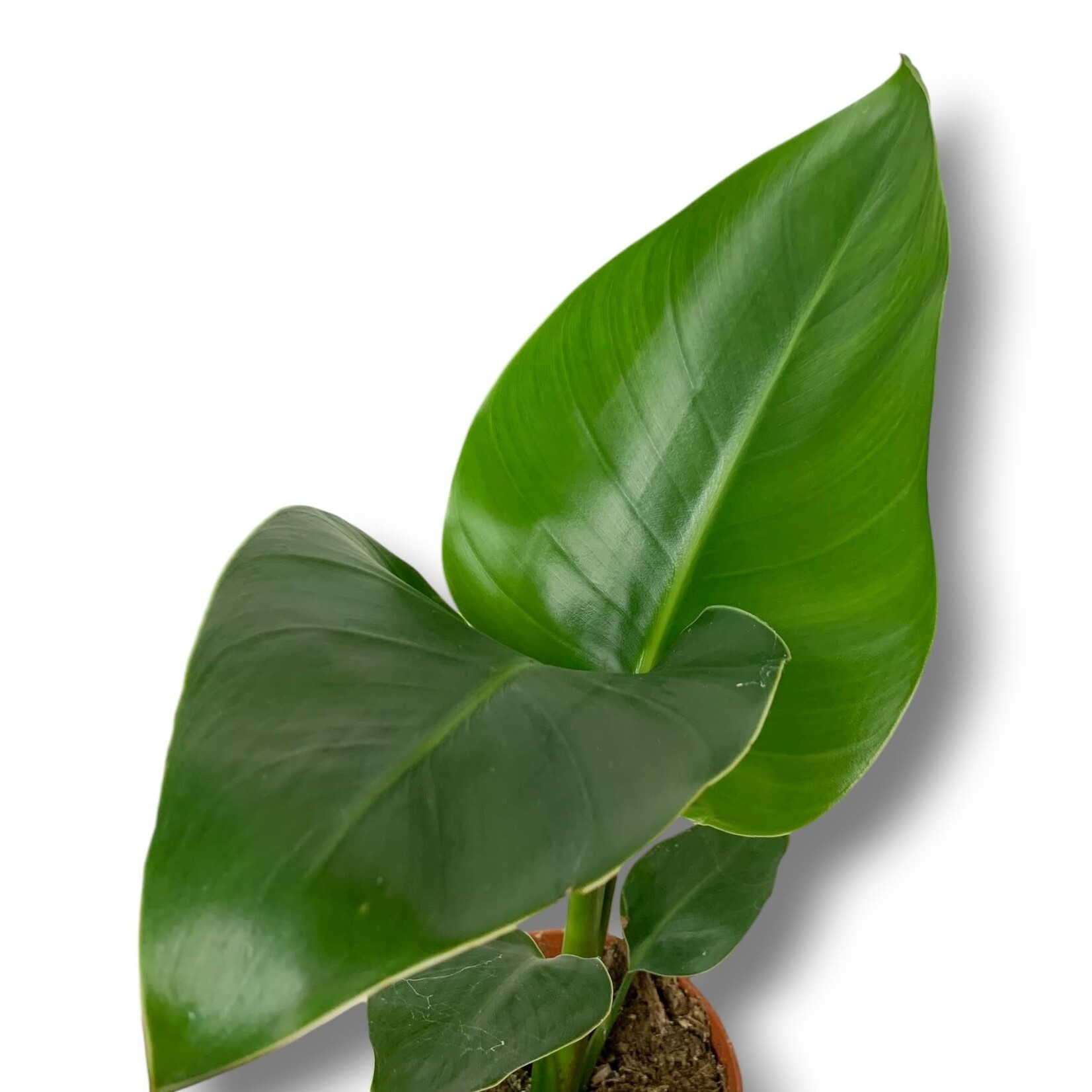 Planten Strelitzia nicolai - Ø13