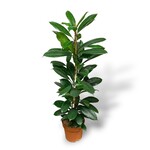 Planten Ficus cyathistipula - Ø21