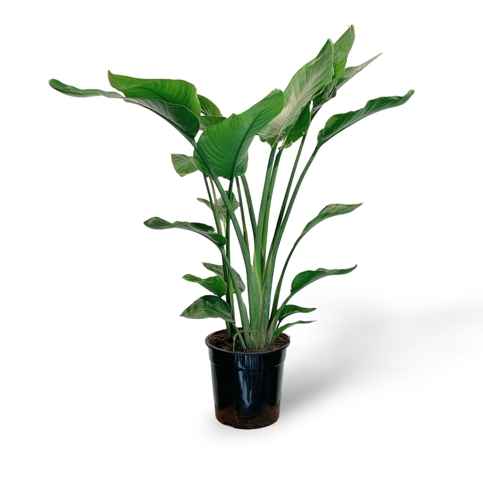 Planten Strelitzia nicolai - Ø24 - Hoogte 100 cm