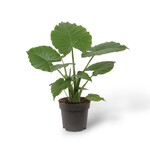 Planten Alocasia gageana california - Ø17
