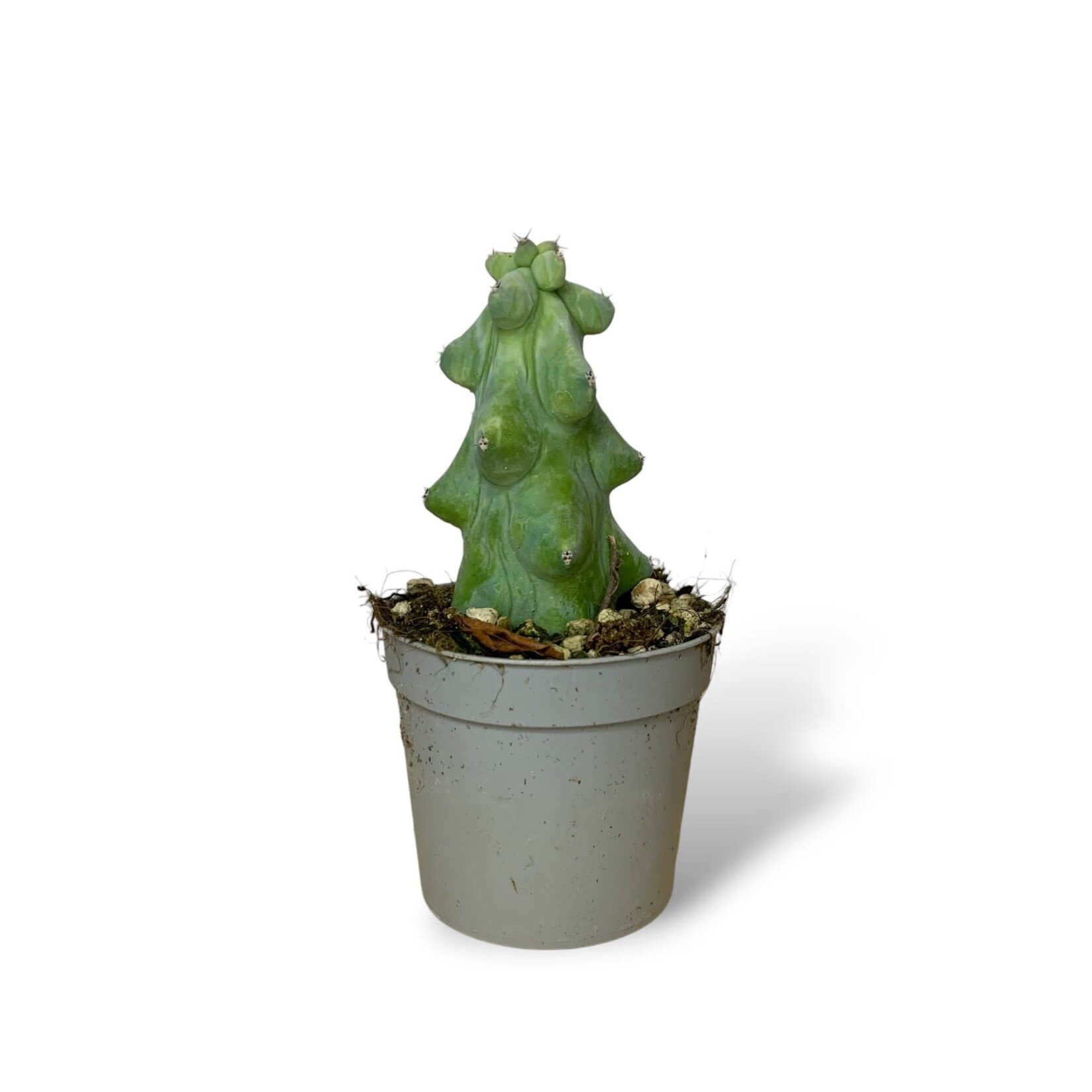 Planten Myrtillocactus Geometrizans - Ø06,5