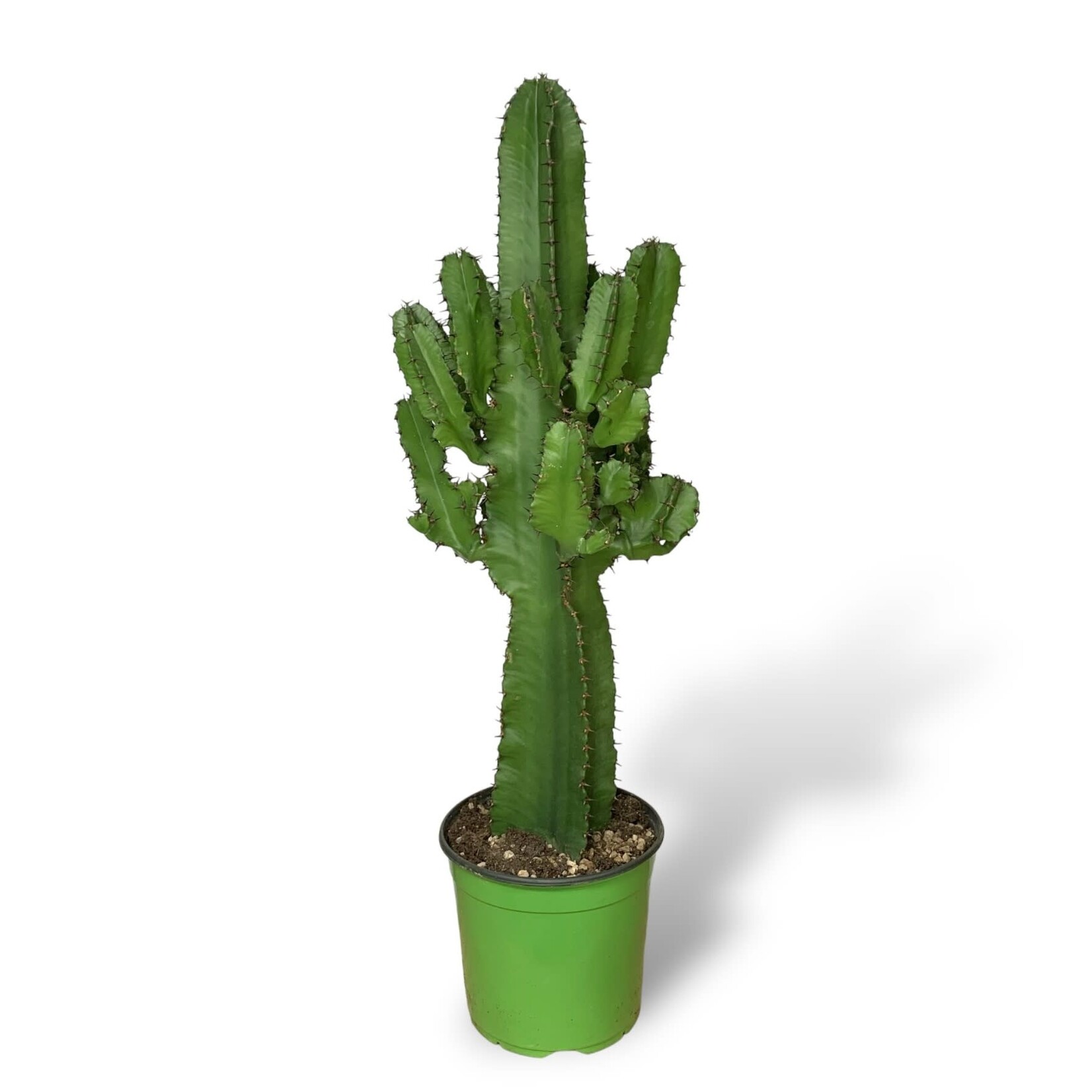 Planten Euphorbia erytrea - Ø21