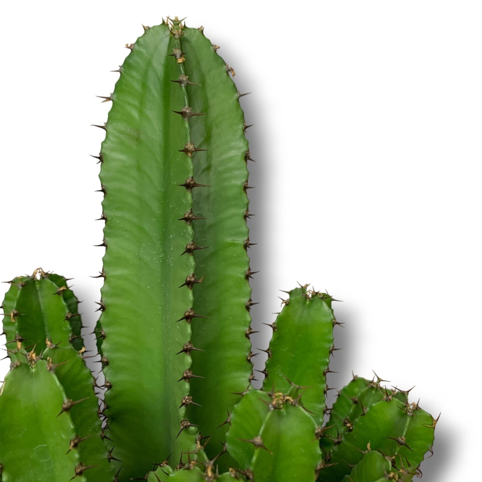 Planten Euphorbia erytrea - Ø21