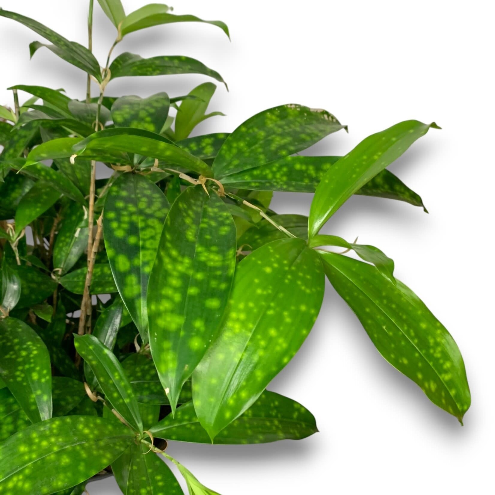 Planten Dracaena surculosa - Ø24