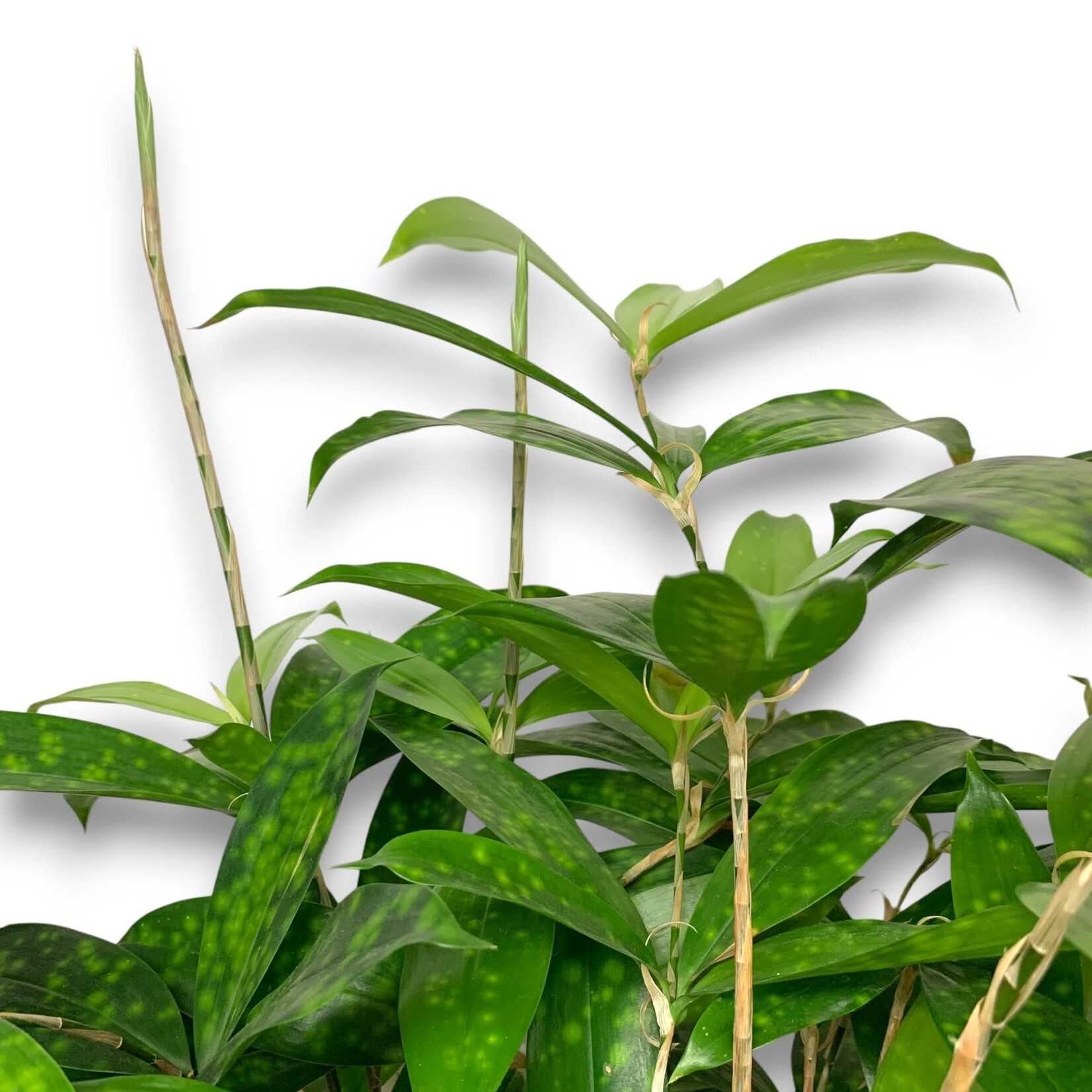 Planten Dracaena surculosa - Ø24