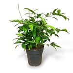 Planten Dracaena surculosa - Ø24