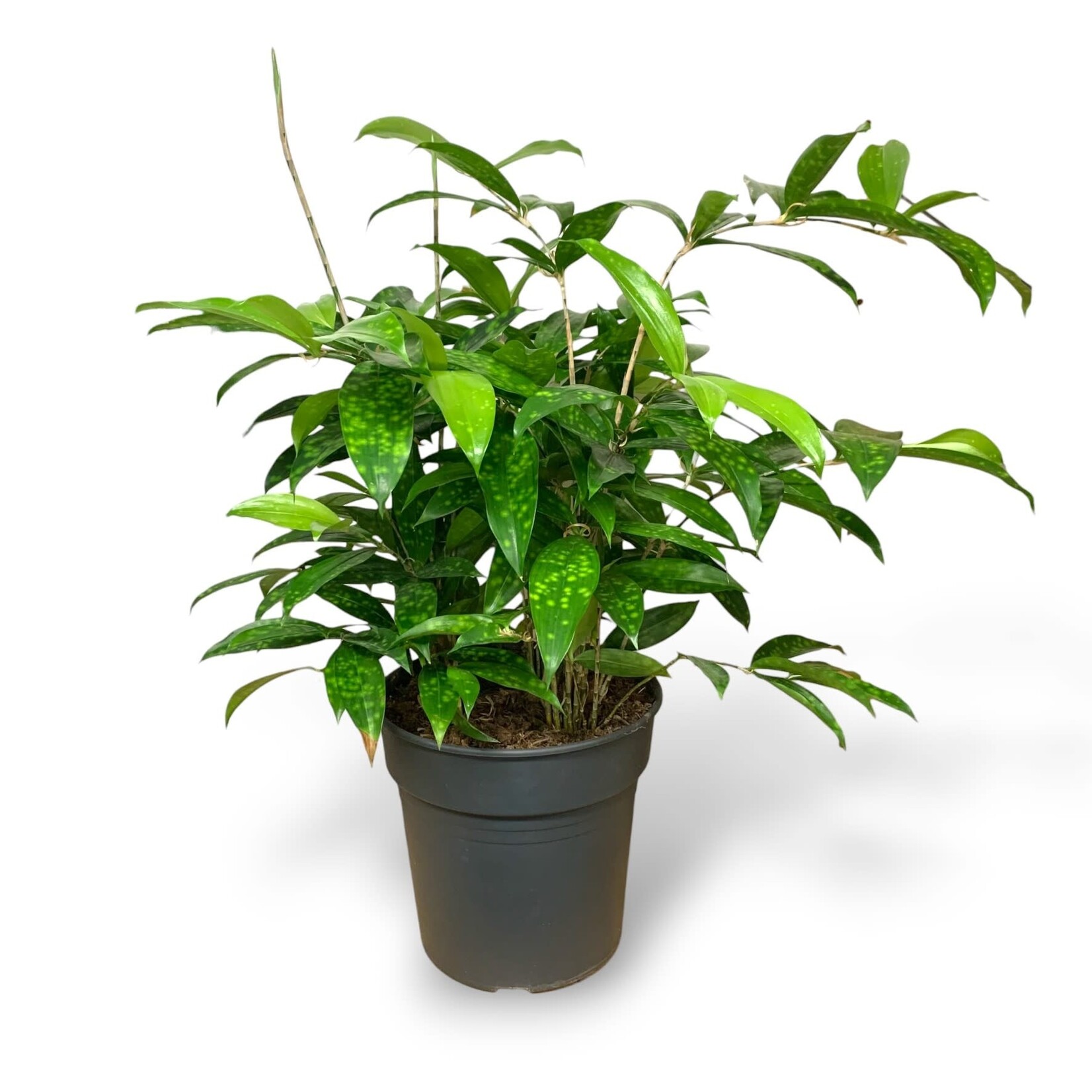 Planten Dracaena surculosa - Ø24