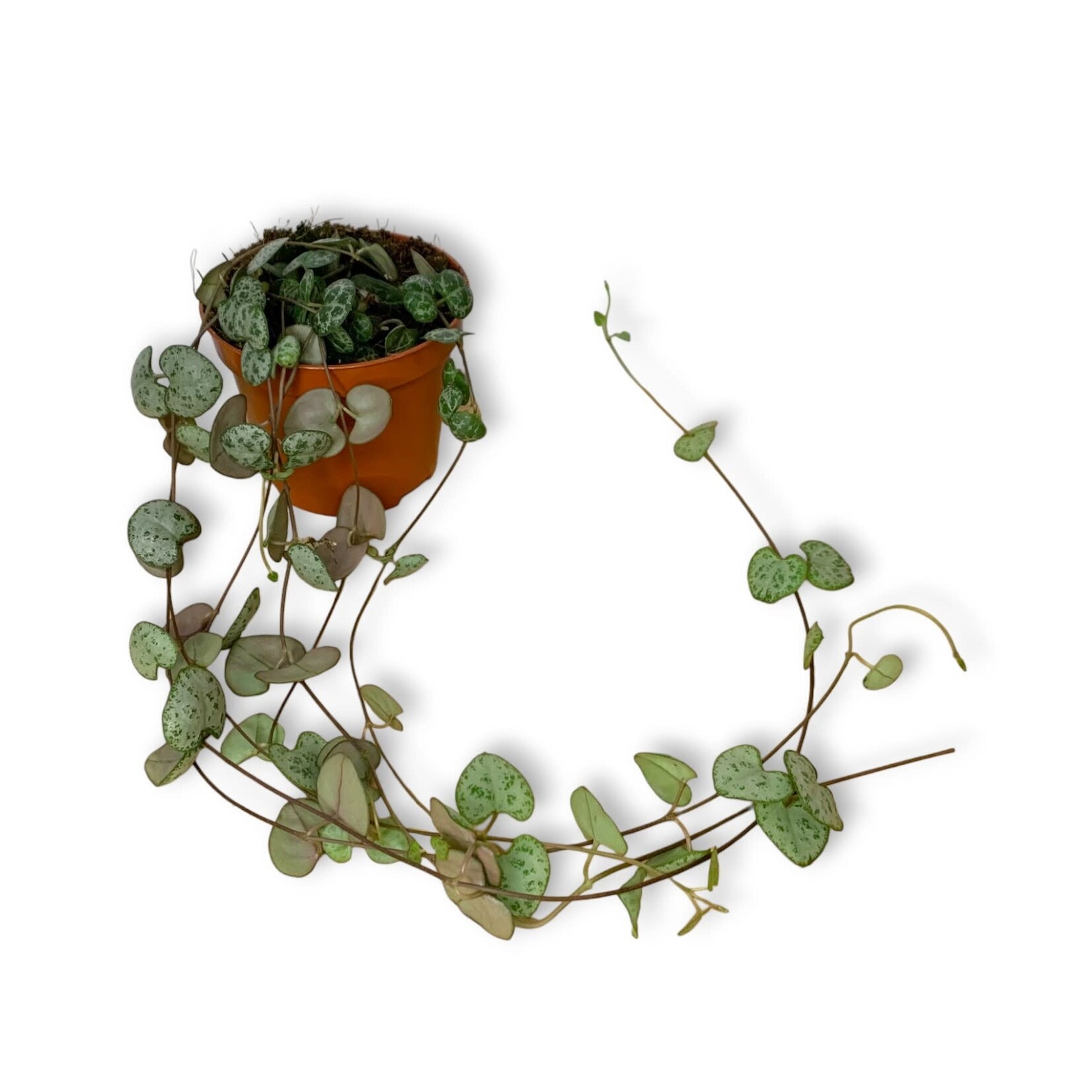 Planten Ceropegia woodii - Ø08