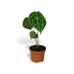 Planten Anthurium clarinervium - Ø09