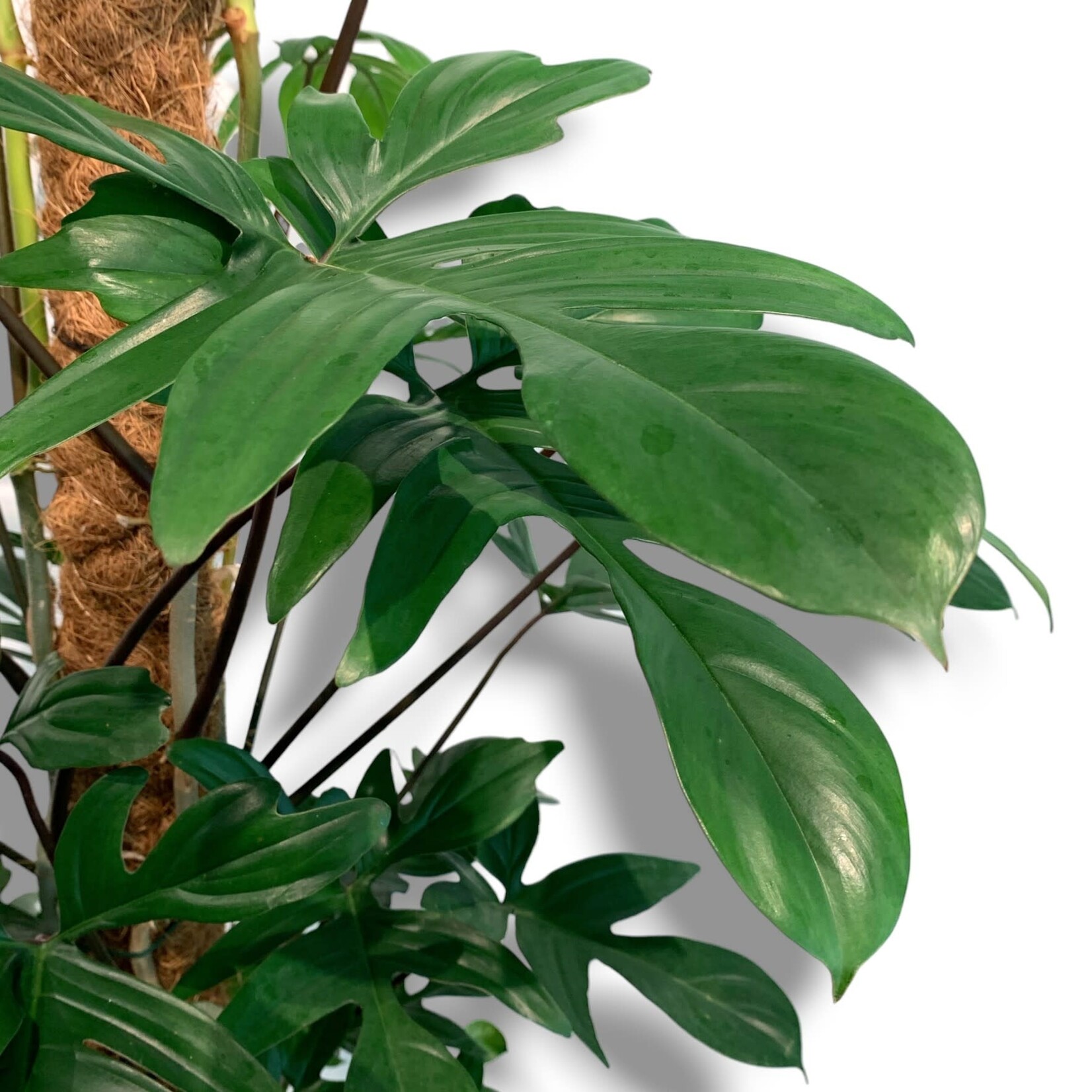 Planten Philodendron pedatum - Ø24