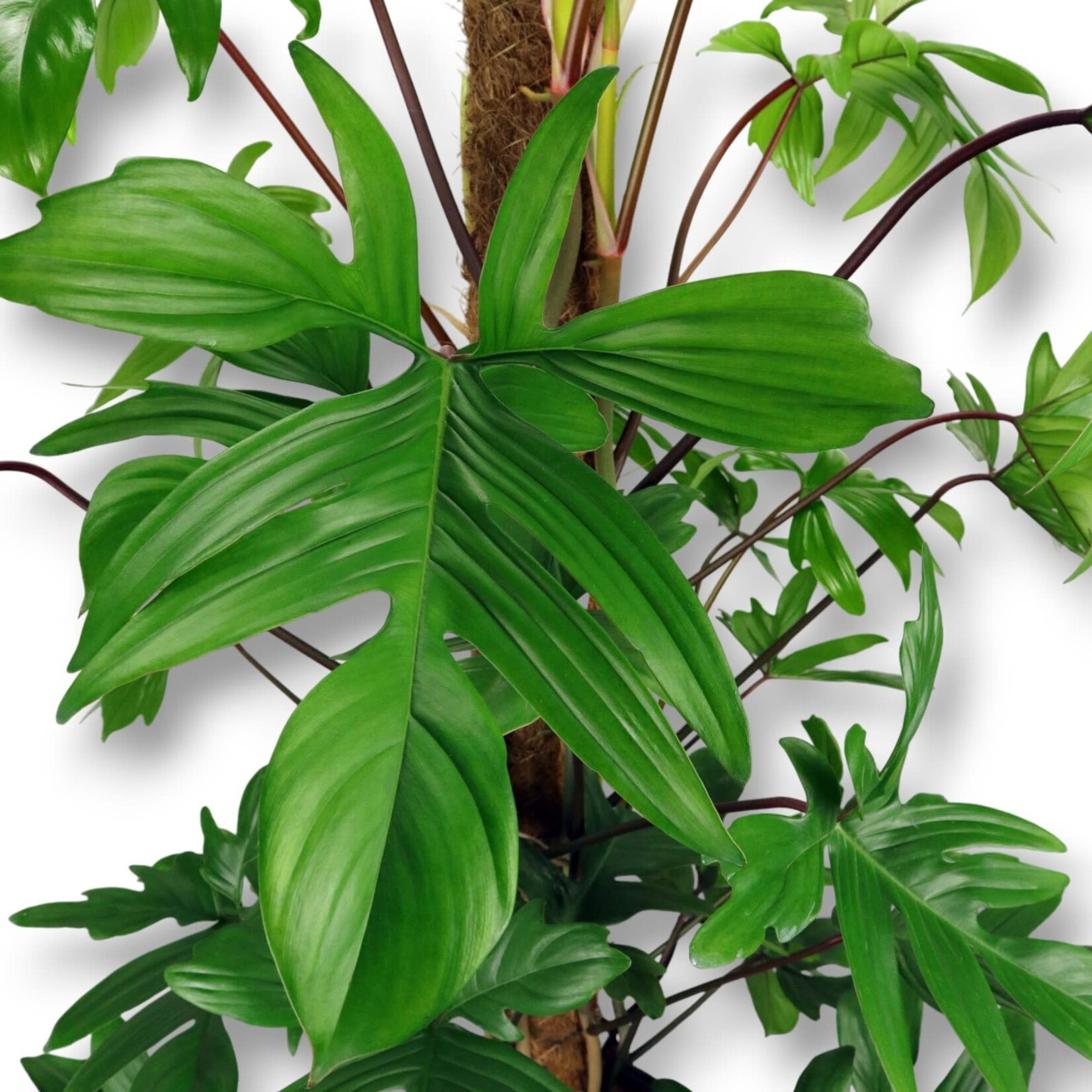 Planten Philodendron pedatum - Ø24