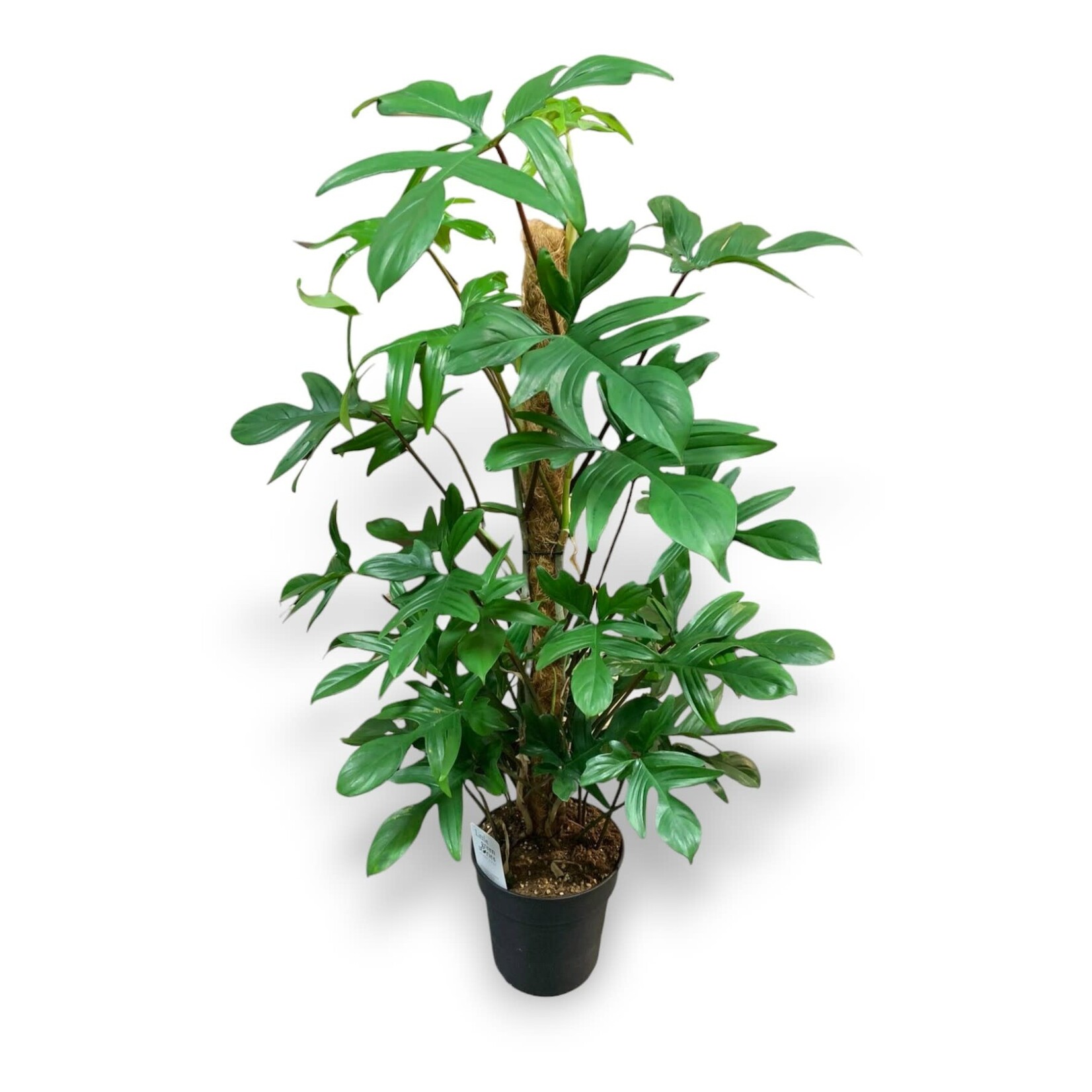 Planten Philodendron pedatum - Ø24