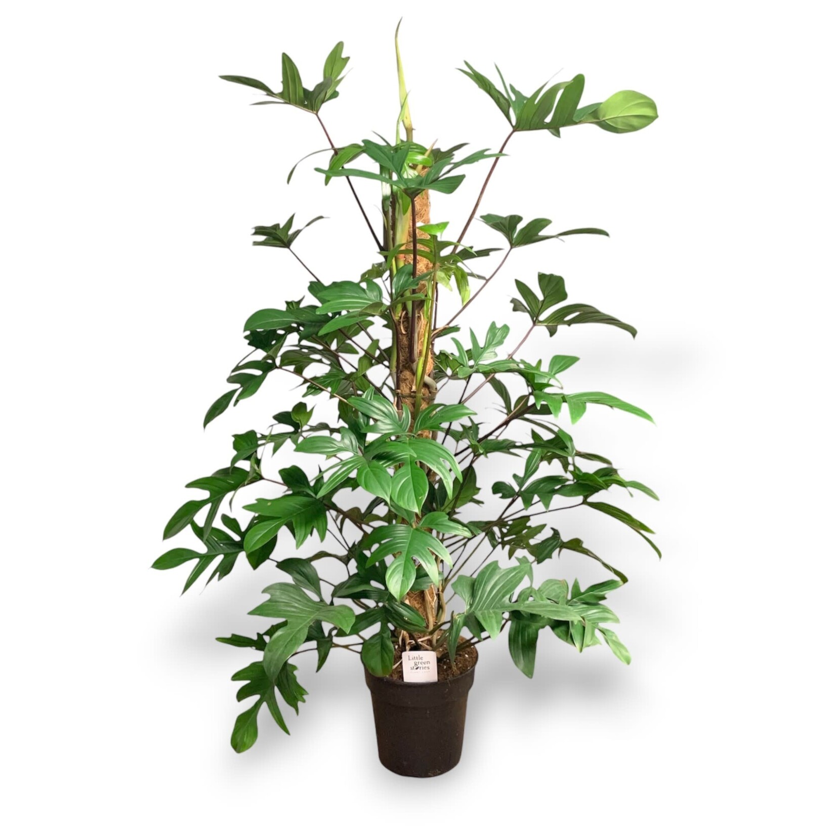 Planten Philodendron pedatum - Ø24