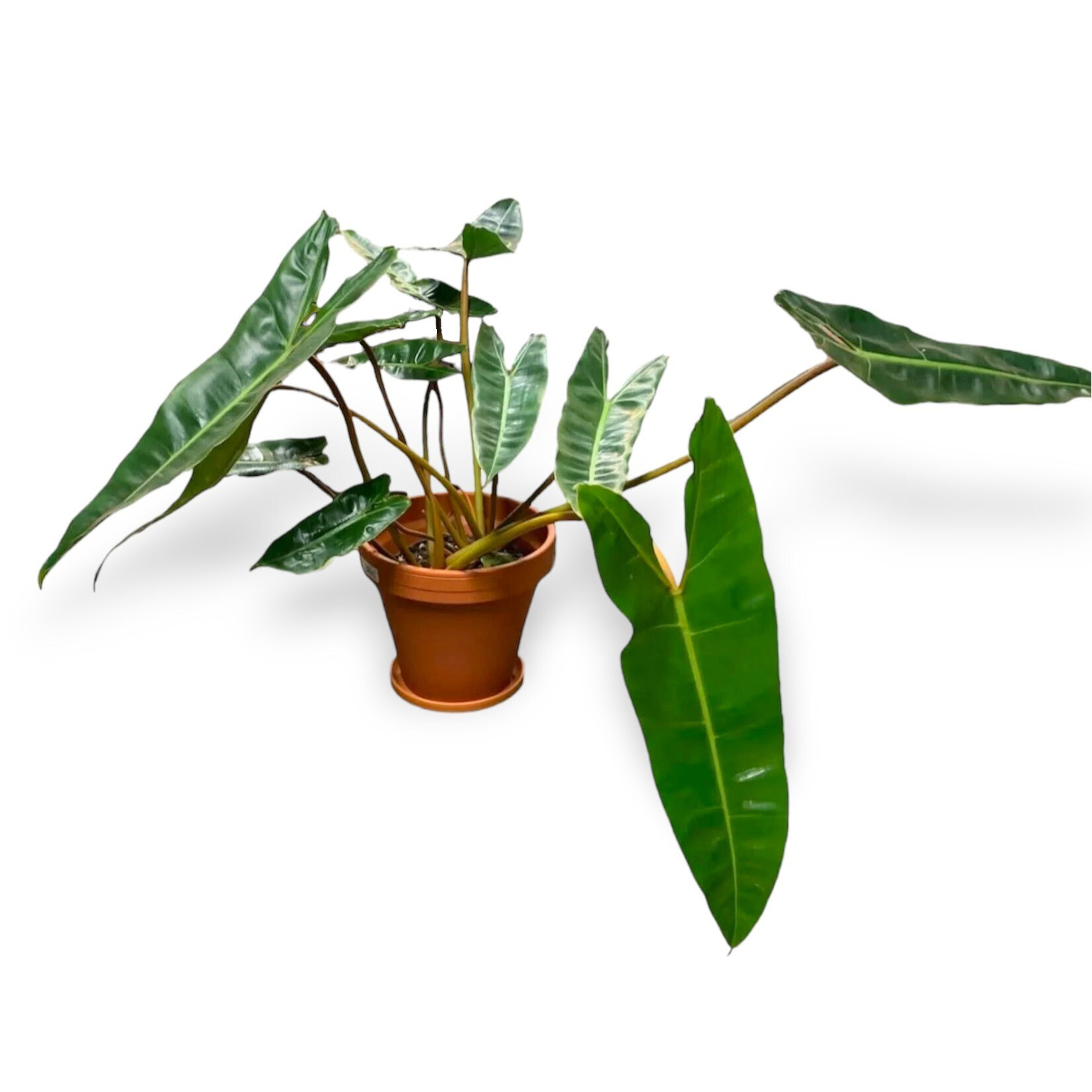 Planten Philodendron Billietiae - Ø15