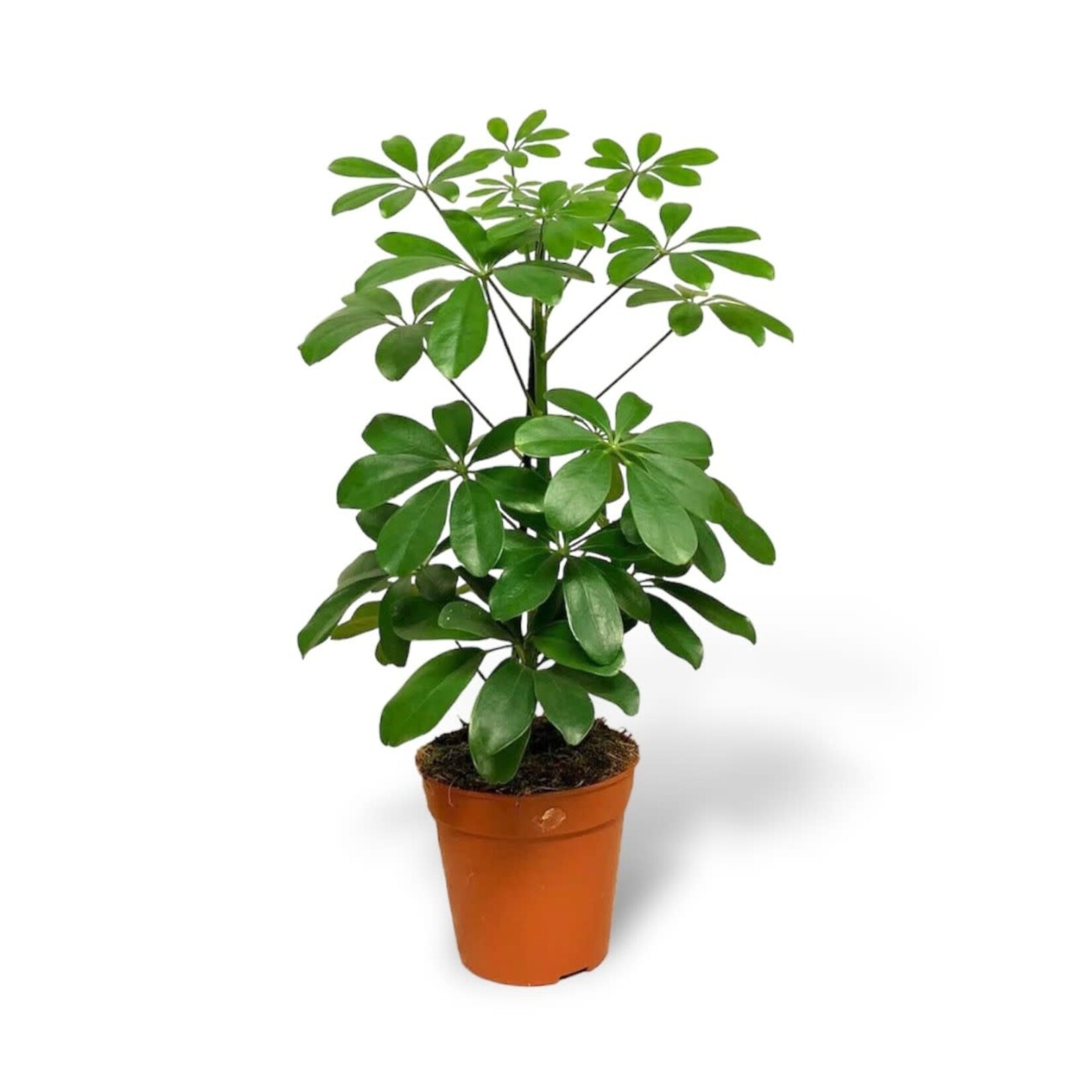 Planten Schefflera arboricola nora - Ø13