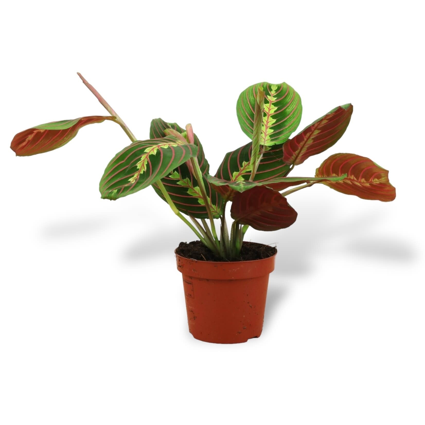 Planten Maranta leuconeura fascinator - Ø12