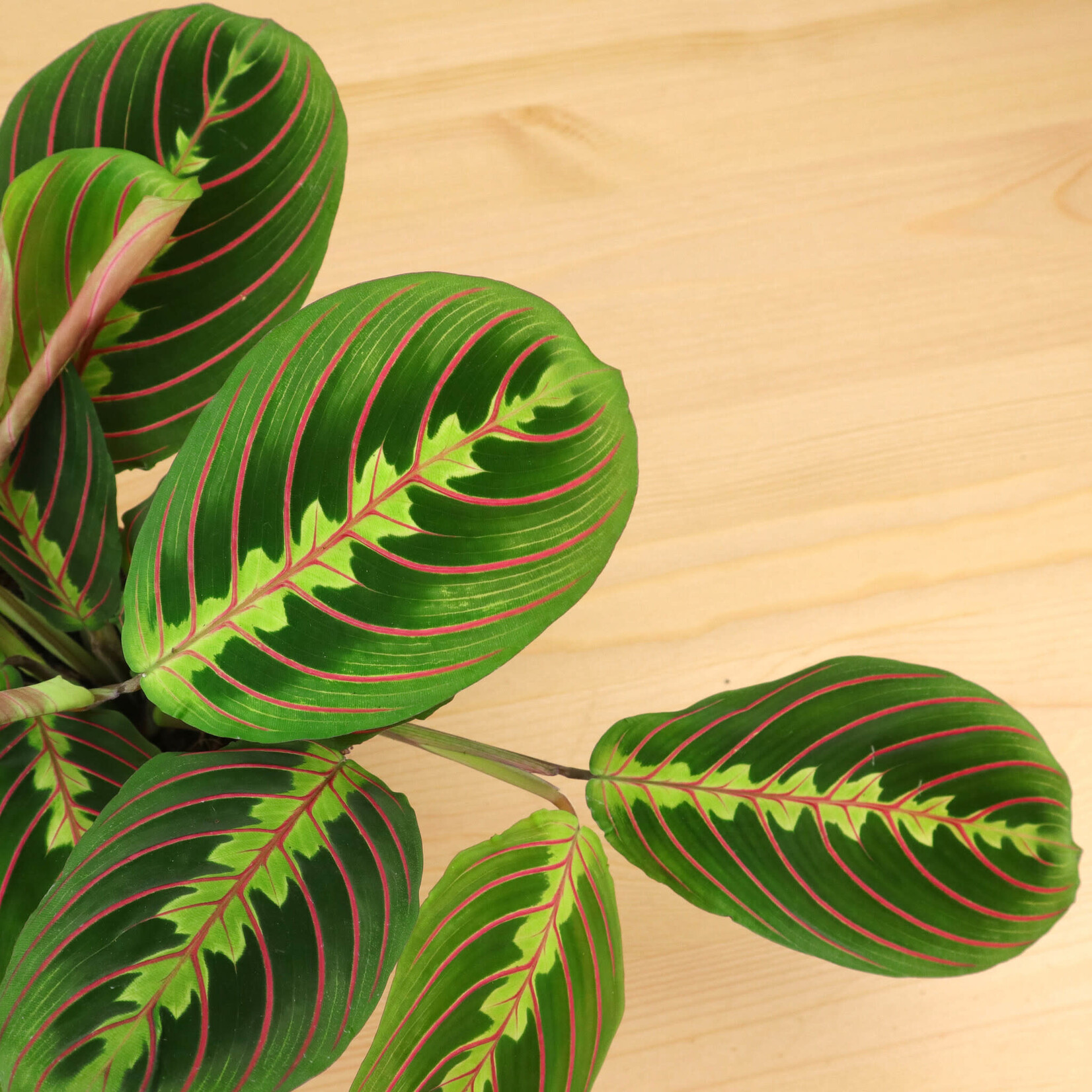 Planten Maranta leuconeura fascinator - Ø12