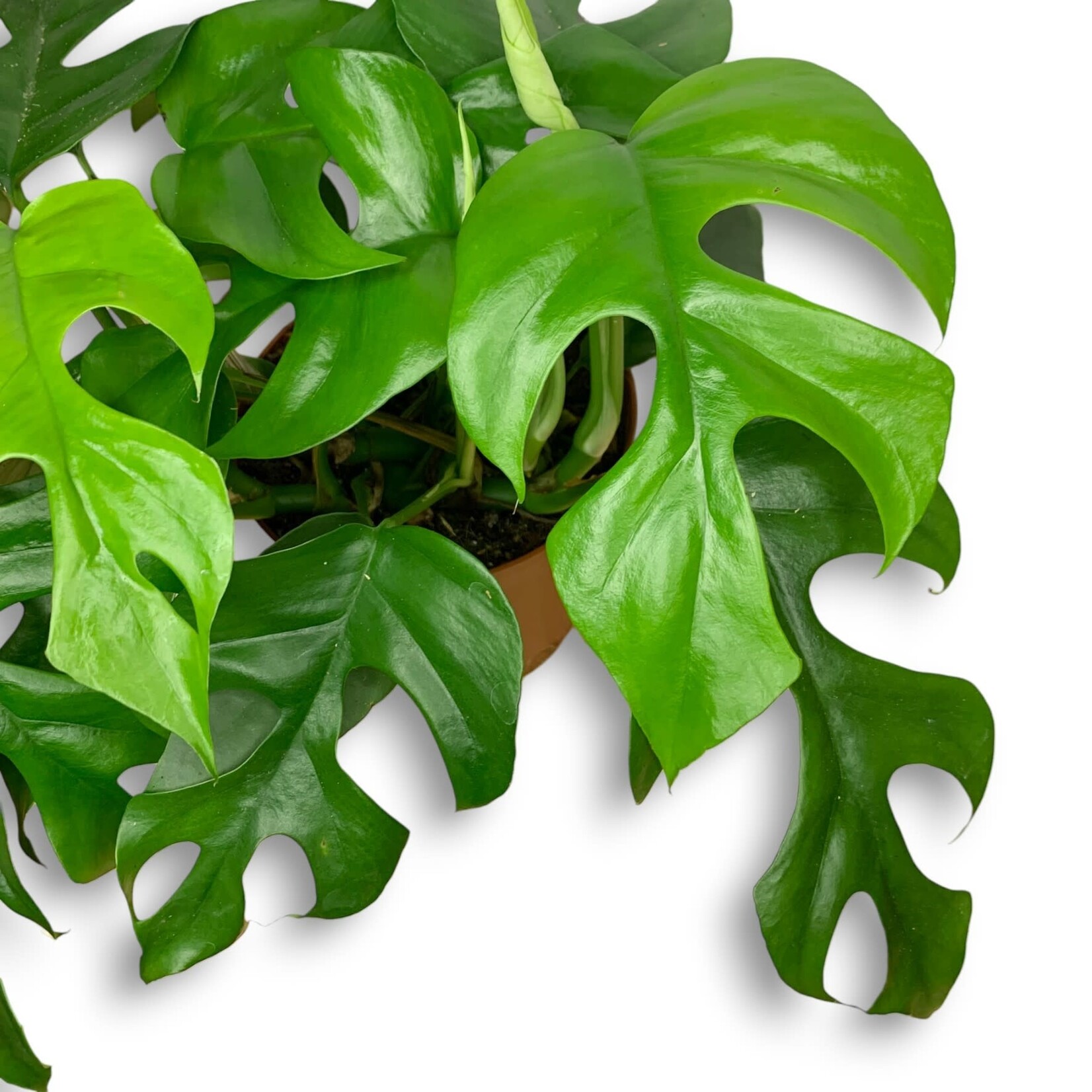 Planten Rhaphidophora tetrasperma - Ø15