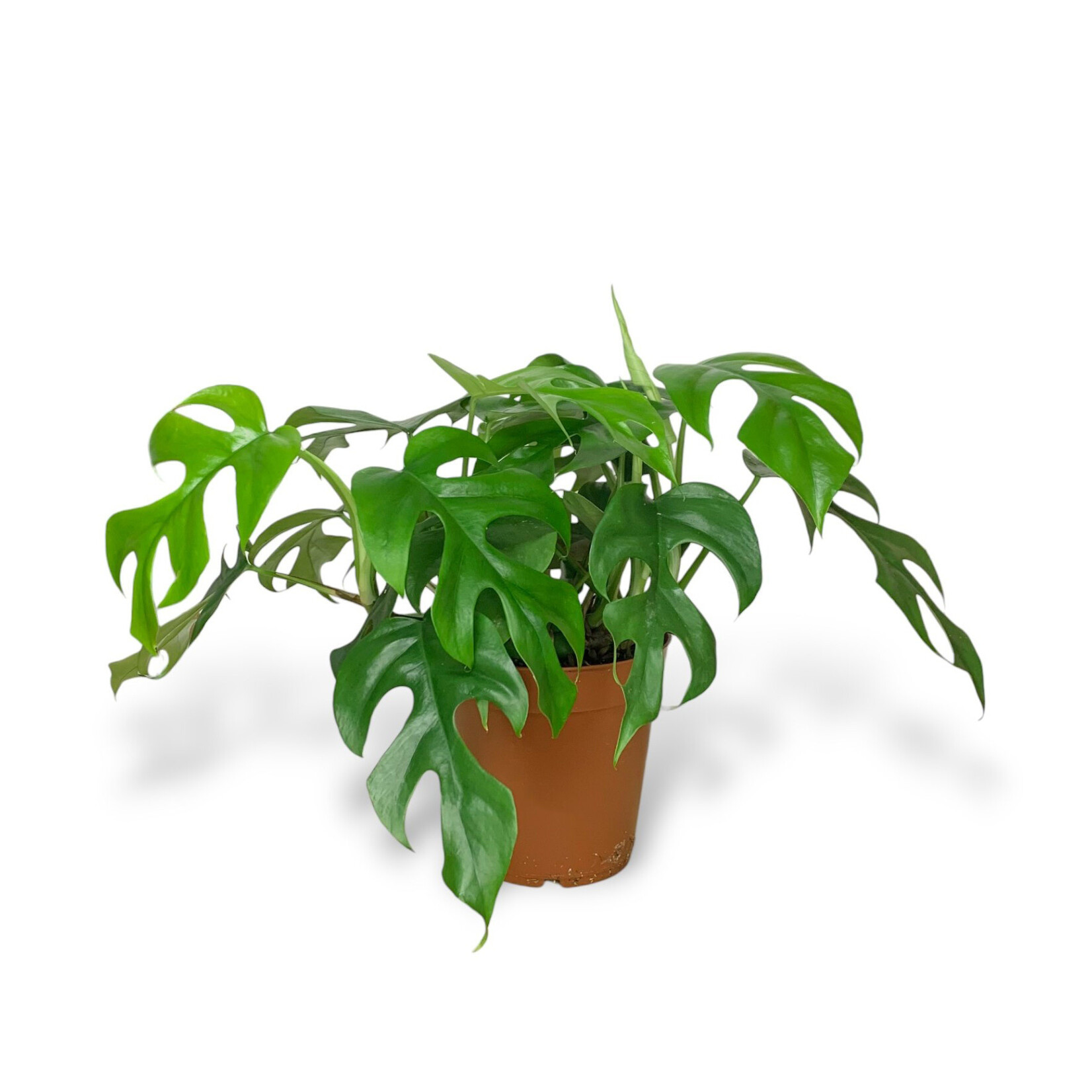 Planten Rhaphidophora tetrasperma - Ø15