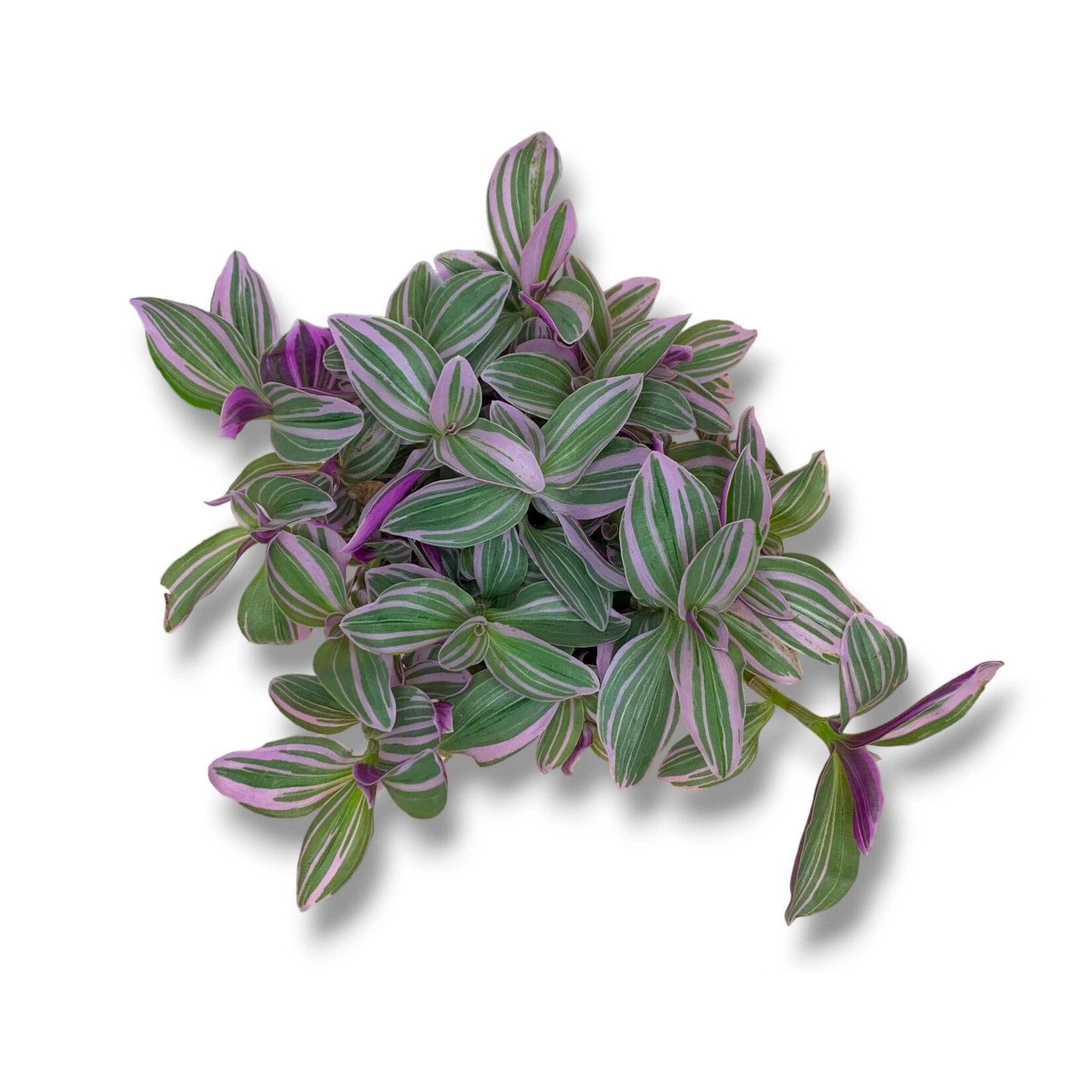 Planten Tradescantia sweetness - Ø10,50
