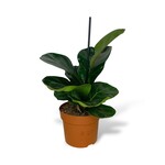 Planten Ficus lyrata - Ø12