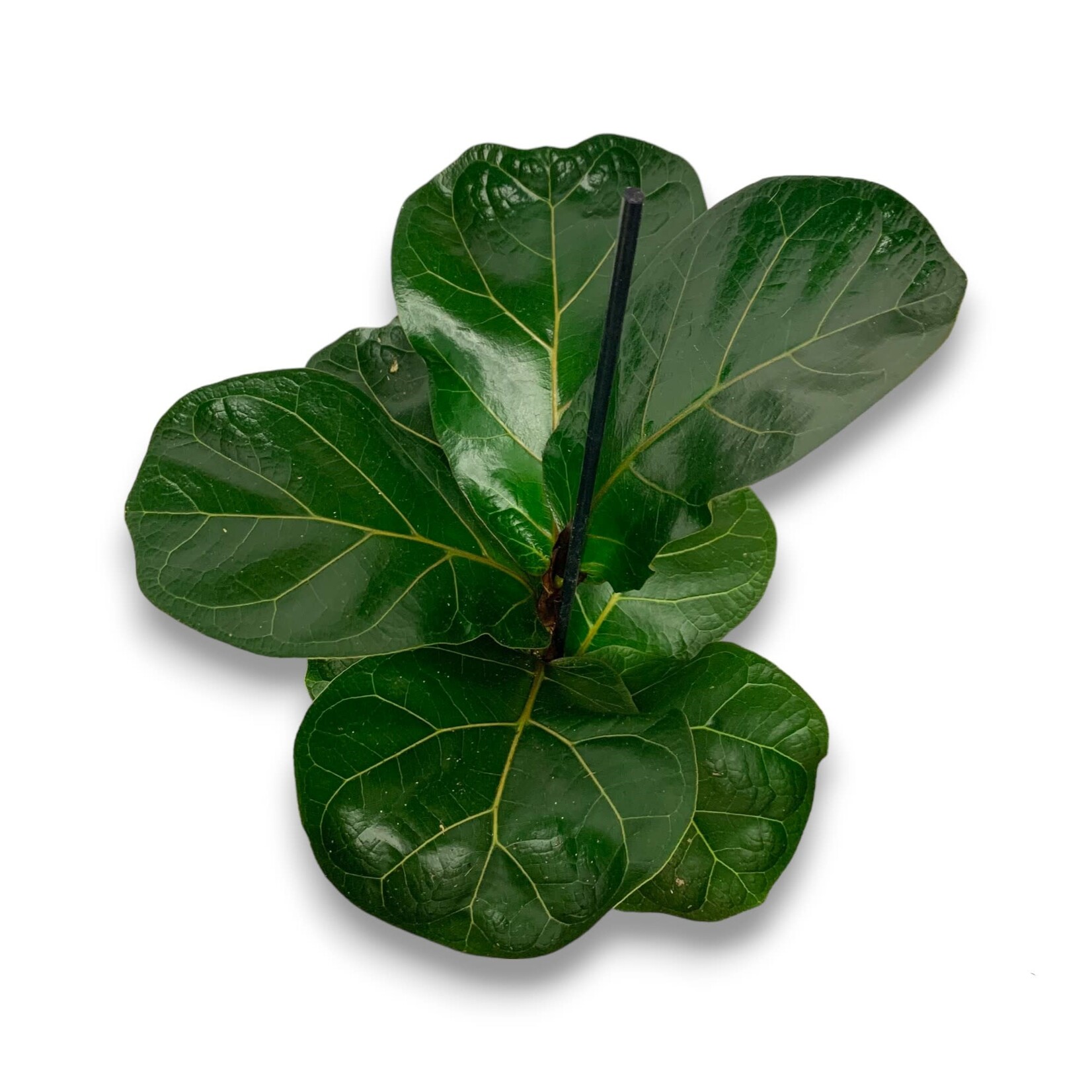 Planten Ficus lyrata - Ø12