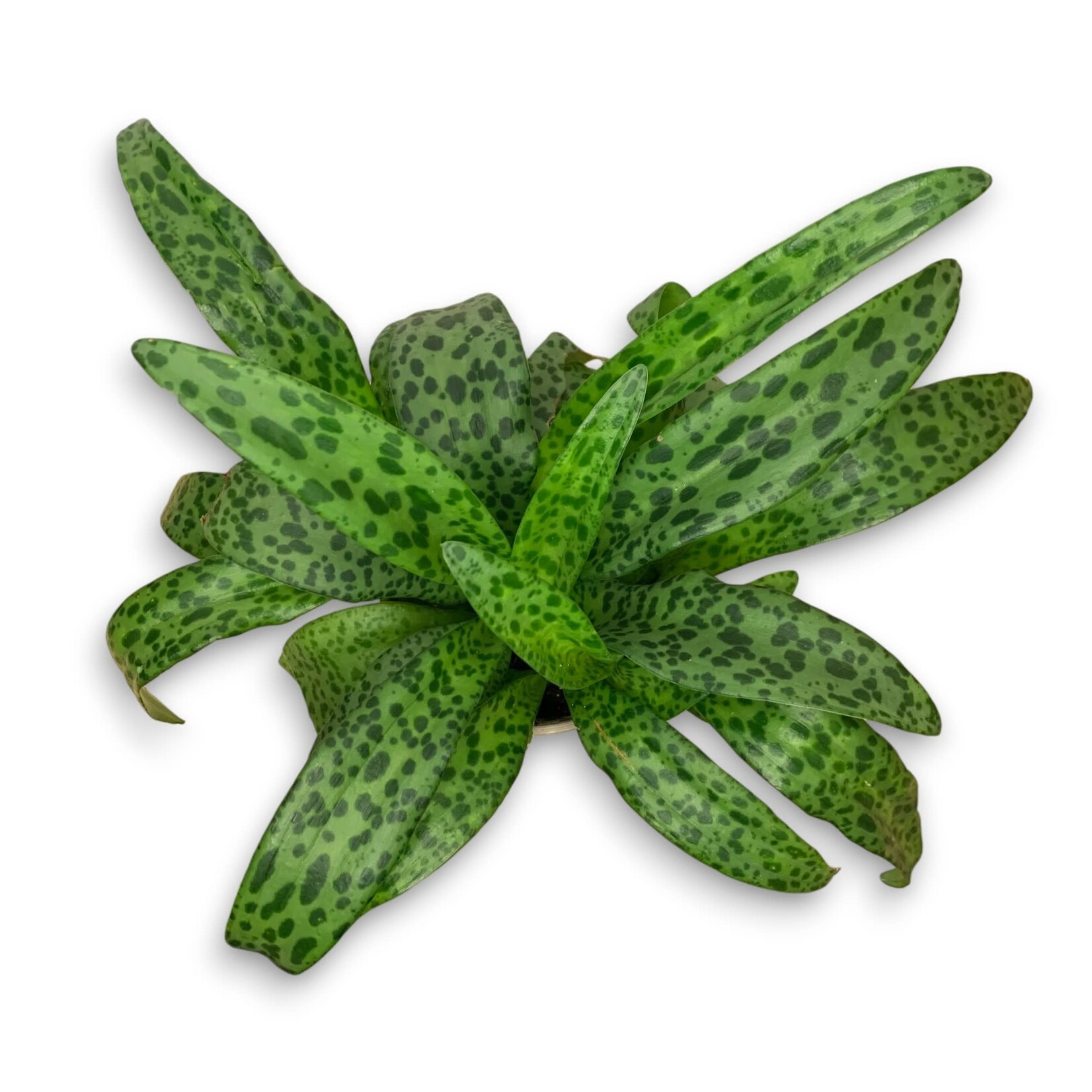 Planten Drimiopsis Maculata - Ø12