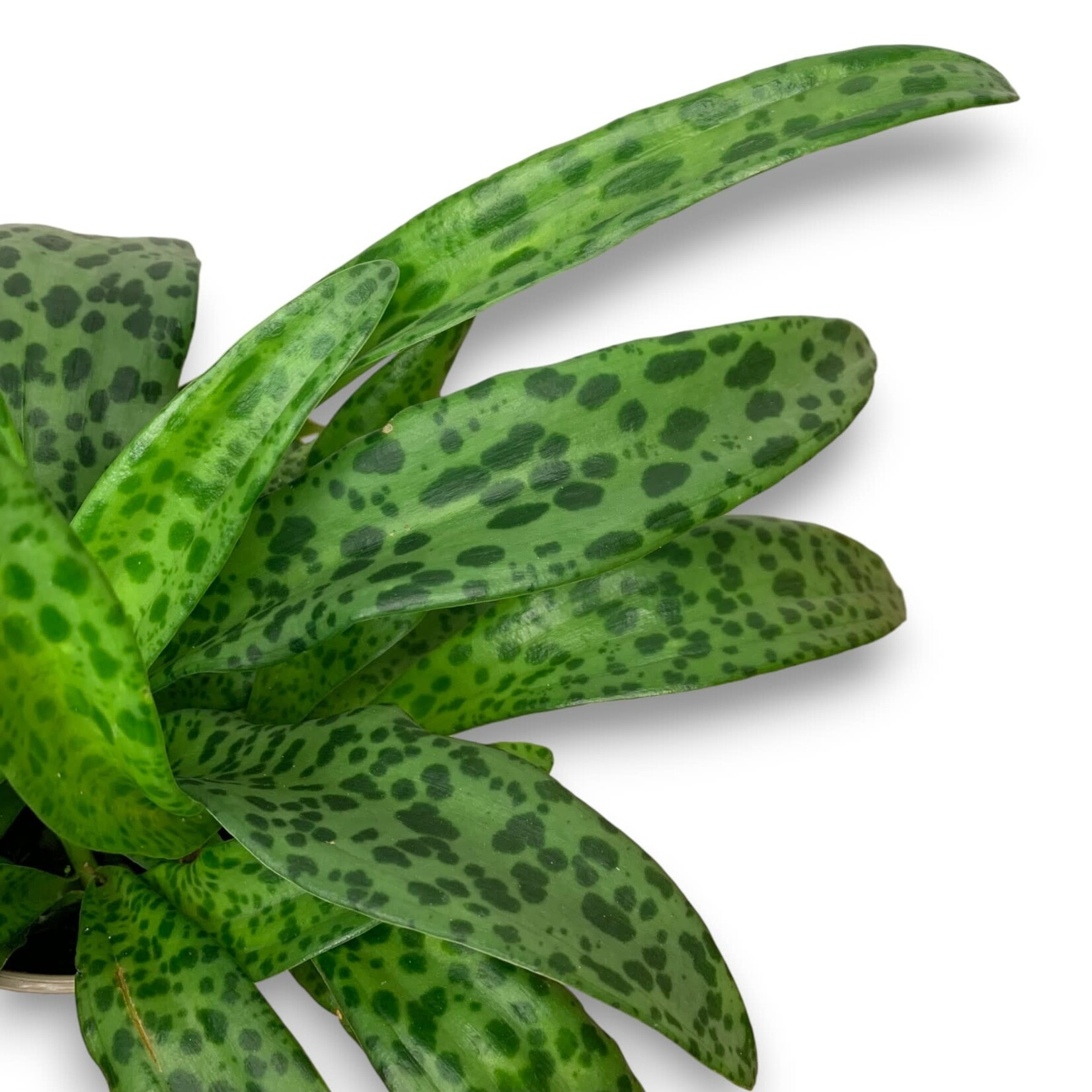 Planten Drimiopsis Maculata - Ø12