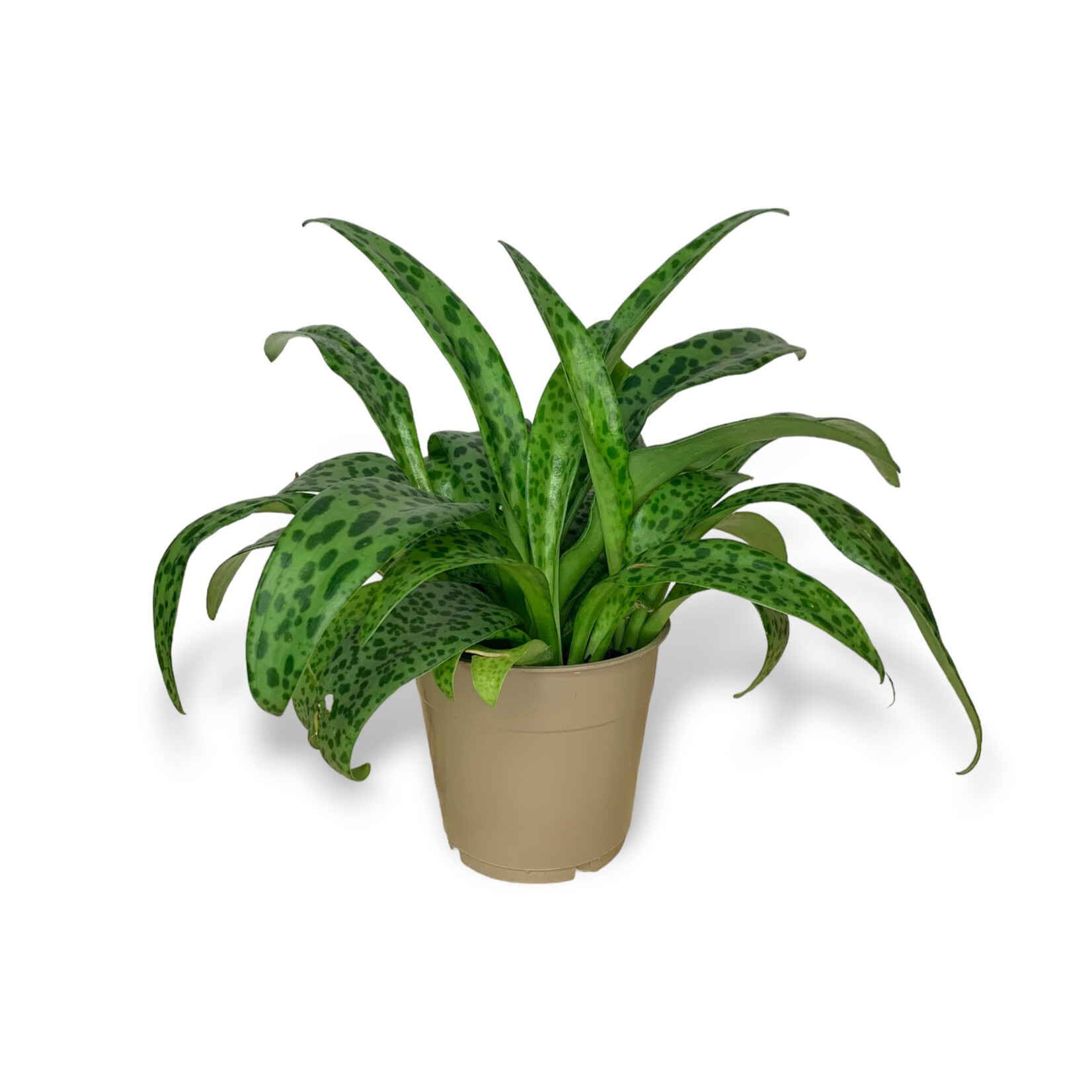 Planten Drimiopsis Maculata - Ø12