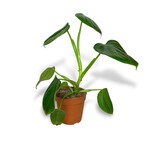 Planten Philodendron pittieri - Ø12