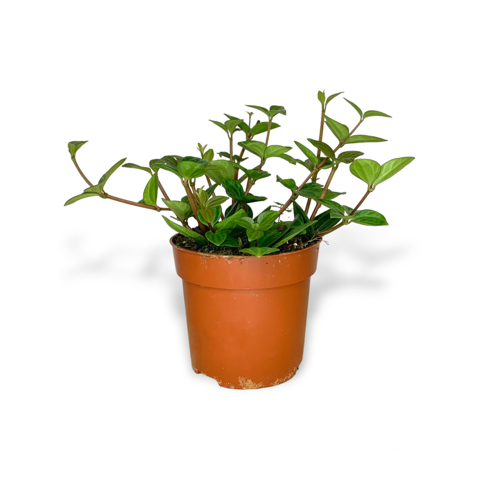 Planten Peperomia Angulata rocca verde - Ø10,50