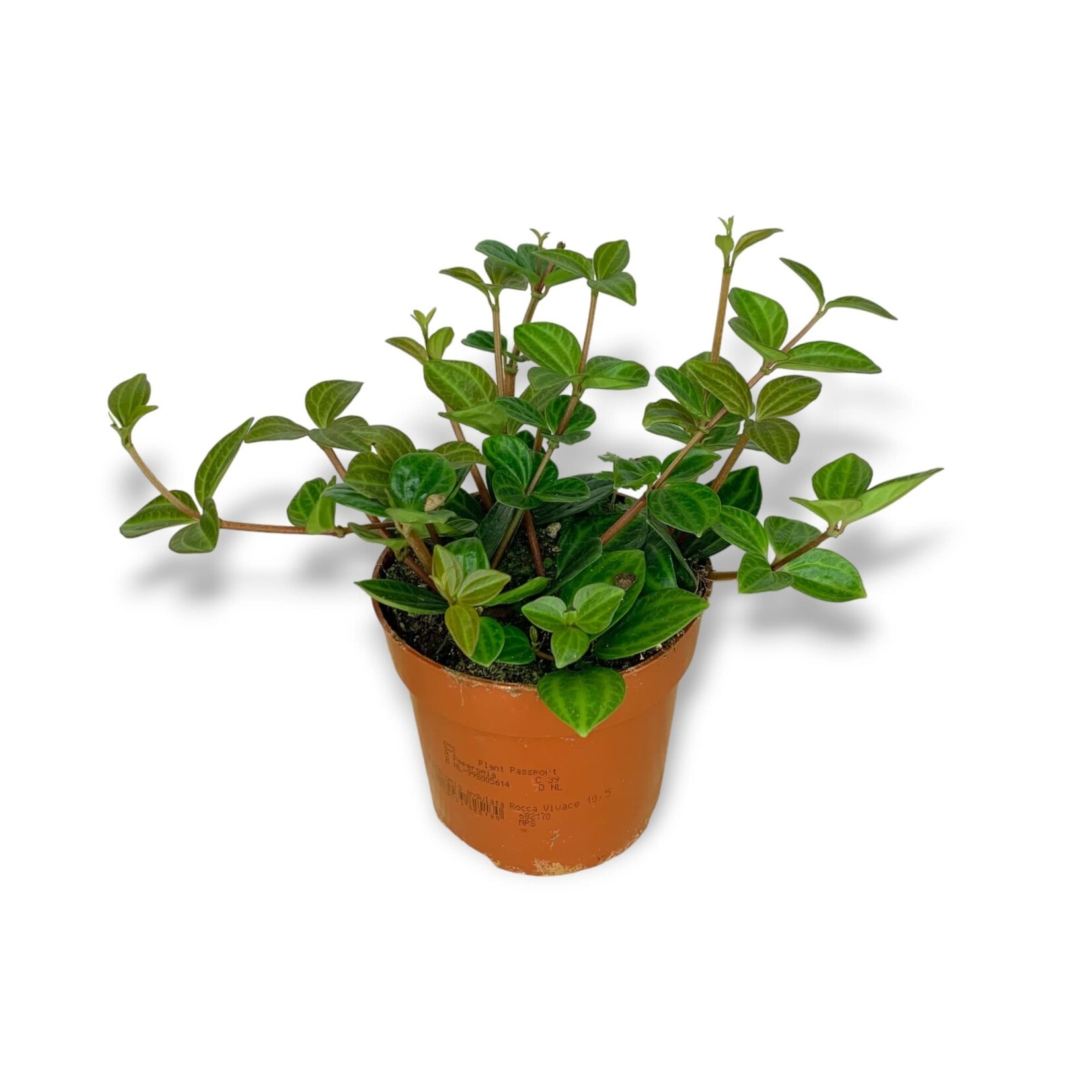 Planten Peperomia Angulata rocca verde - Ø10,50