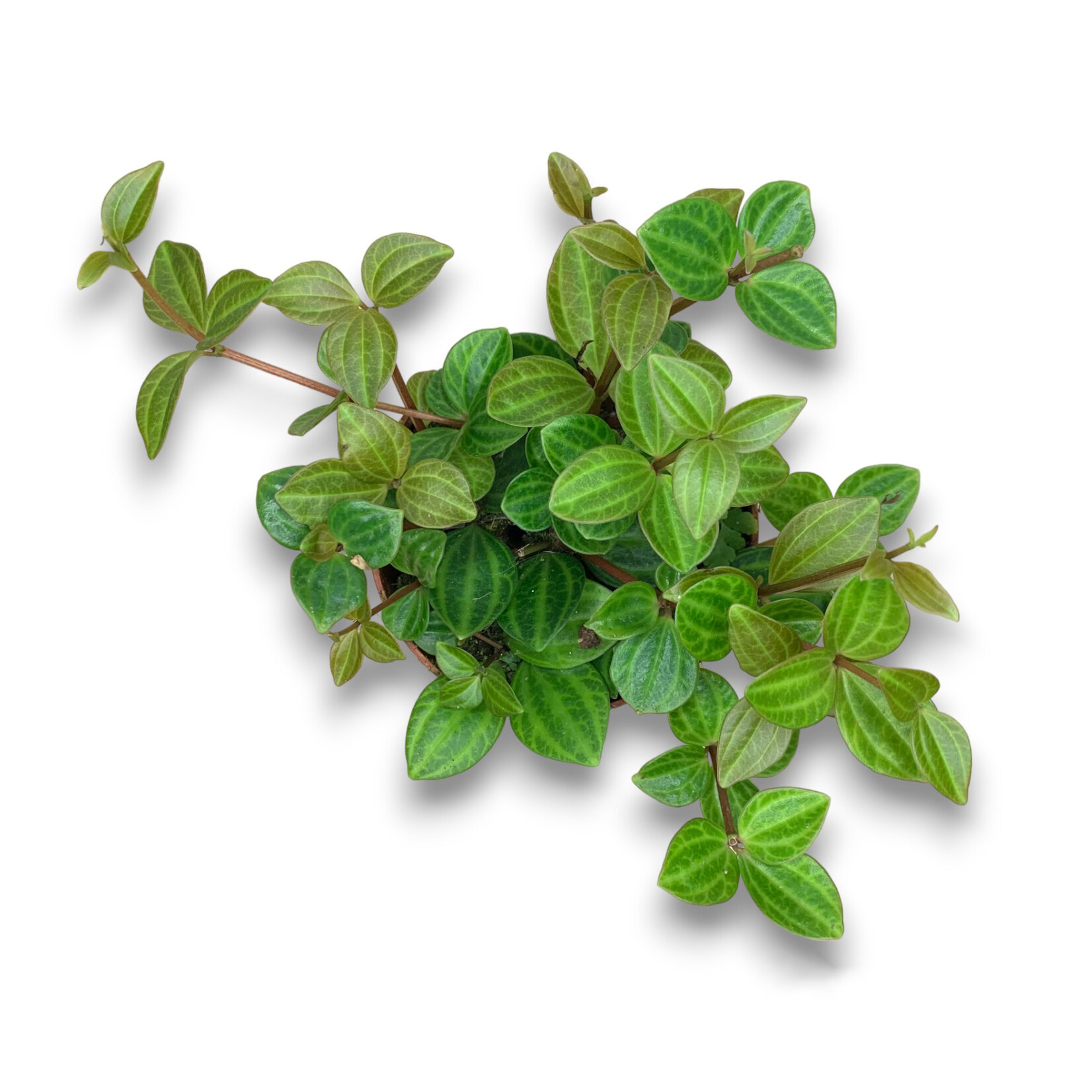 Planten Peperomia Angulata rocca verde - Ø10,50