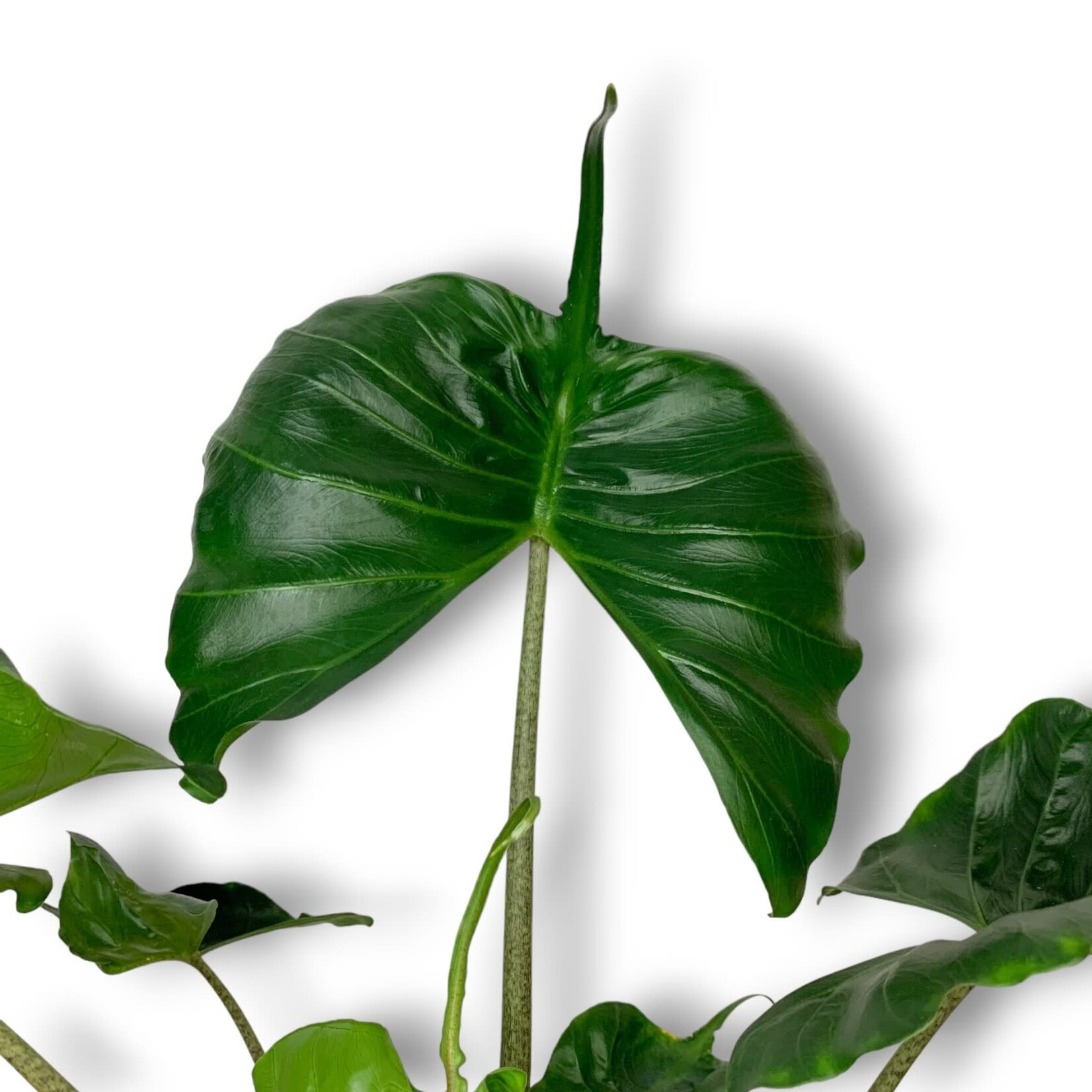 Planten Alocasia stingray - Ø17