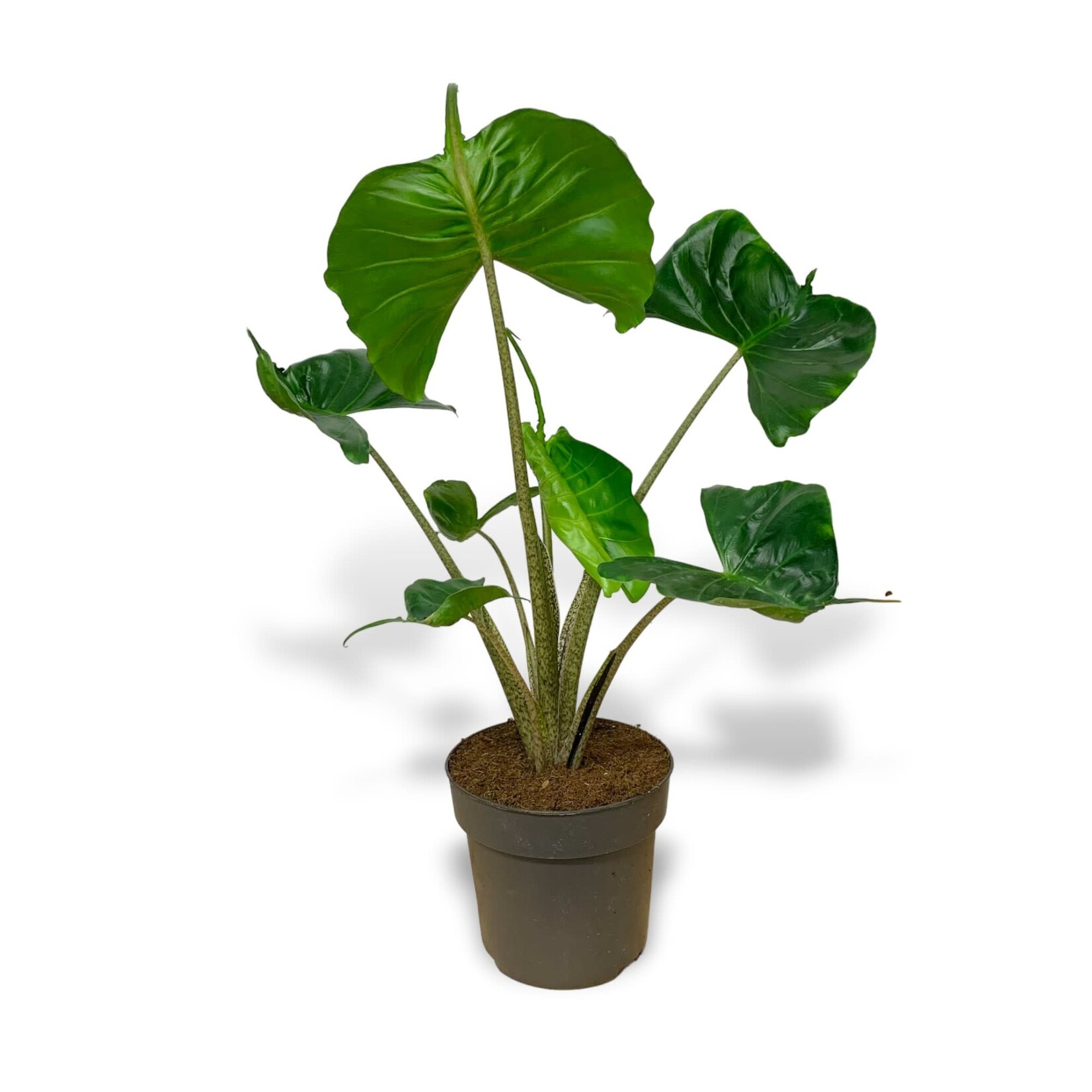 Planten Alocasia stingray - Ø17
