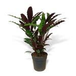 Planten Calathea rufibarba wavestar - Ø19