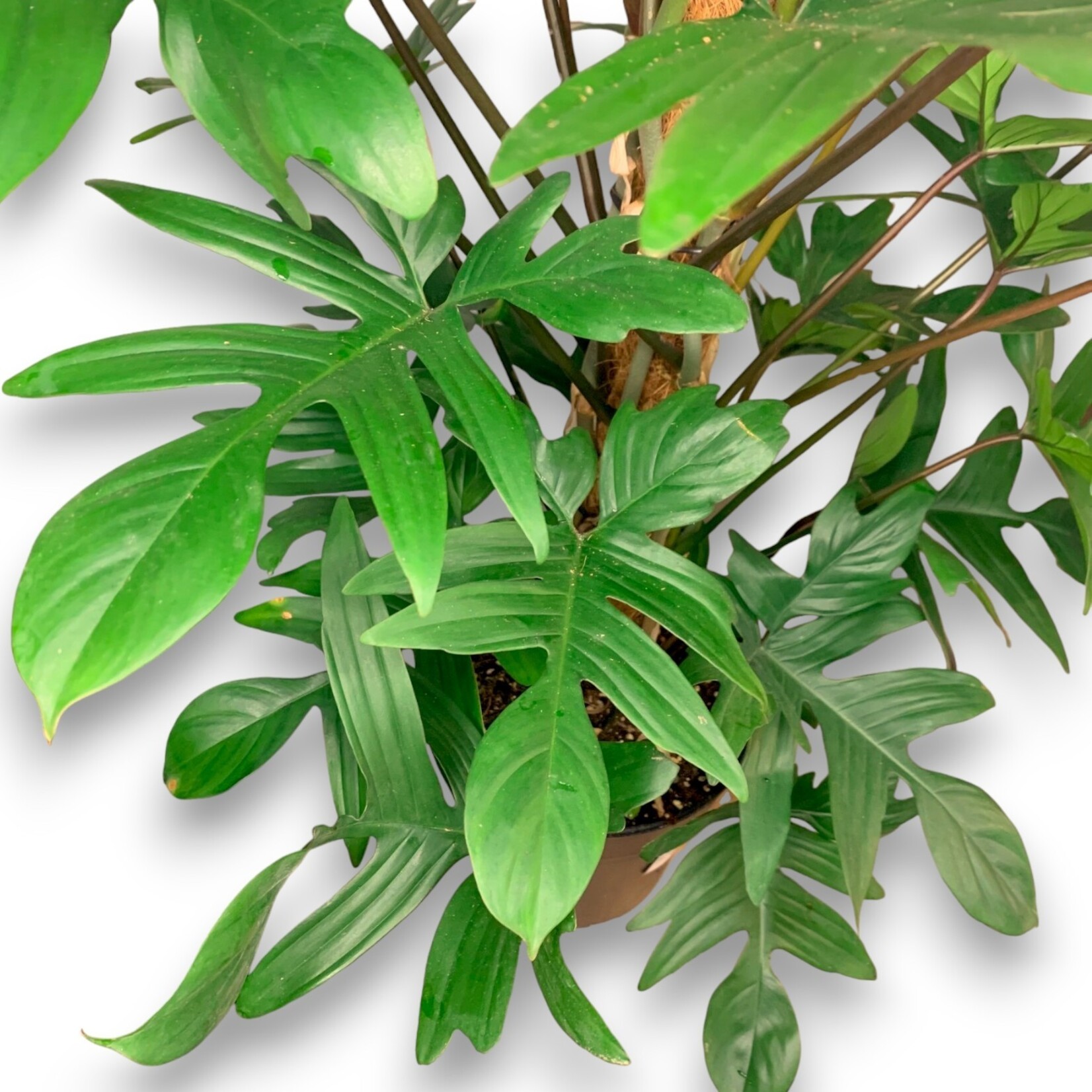 Planten Philodendron pedatum - Ø21 - hoogte 100 cm